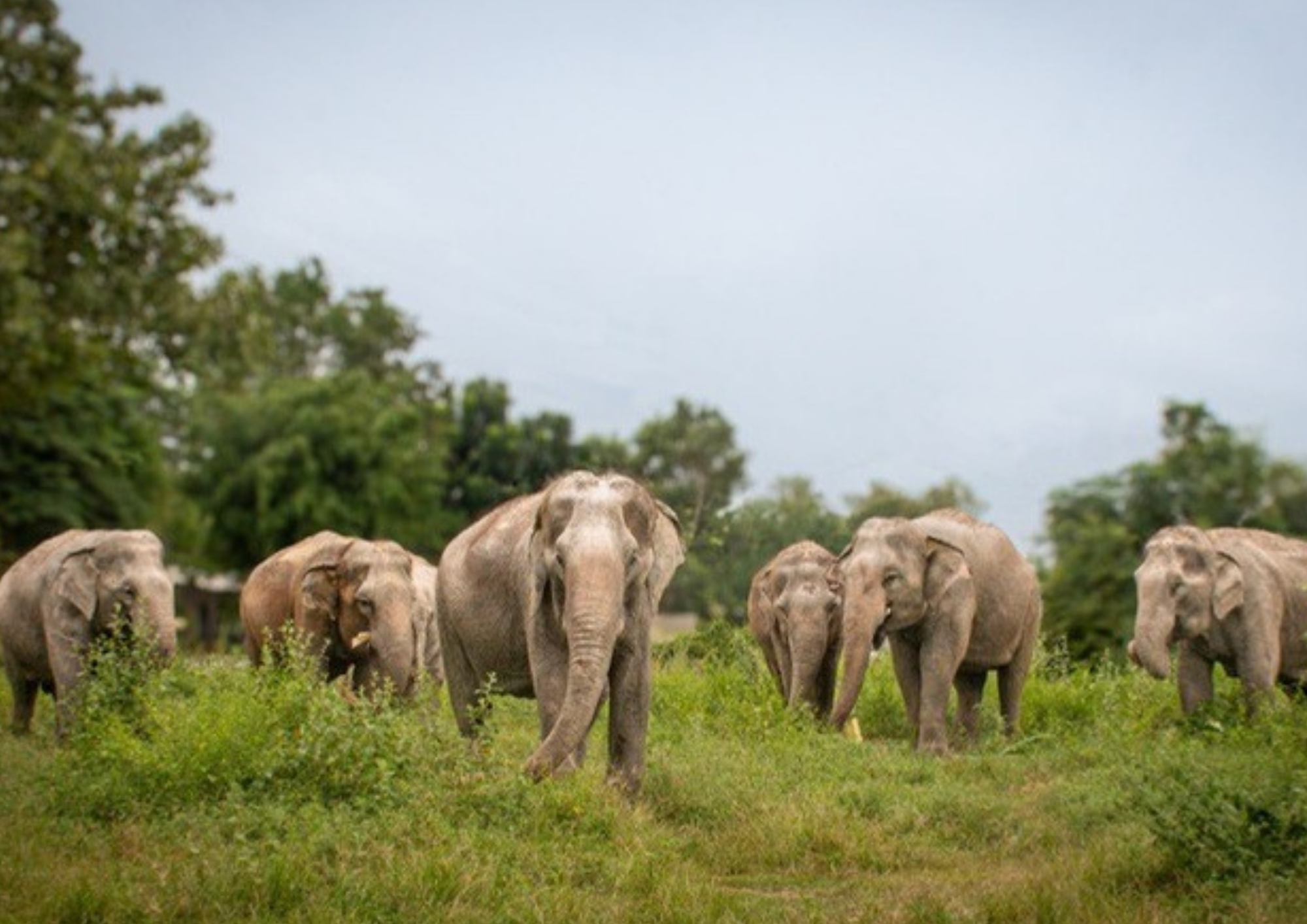 Hua Hin Ethical Wildlife Sanctuary Experience