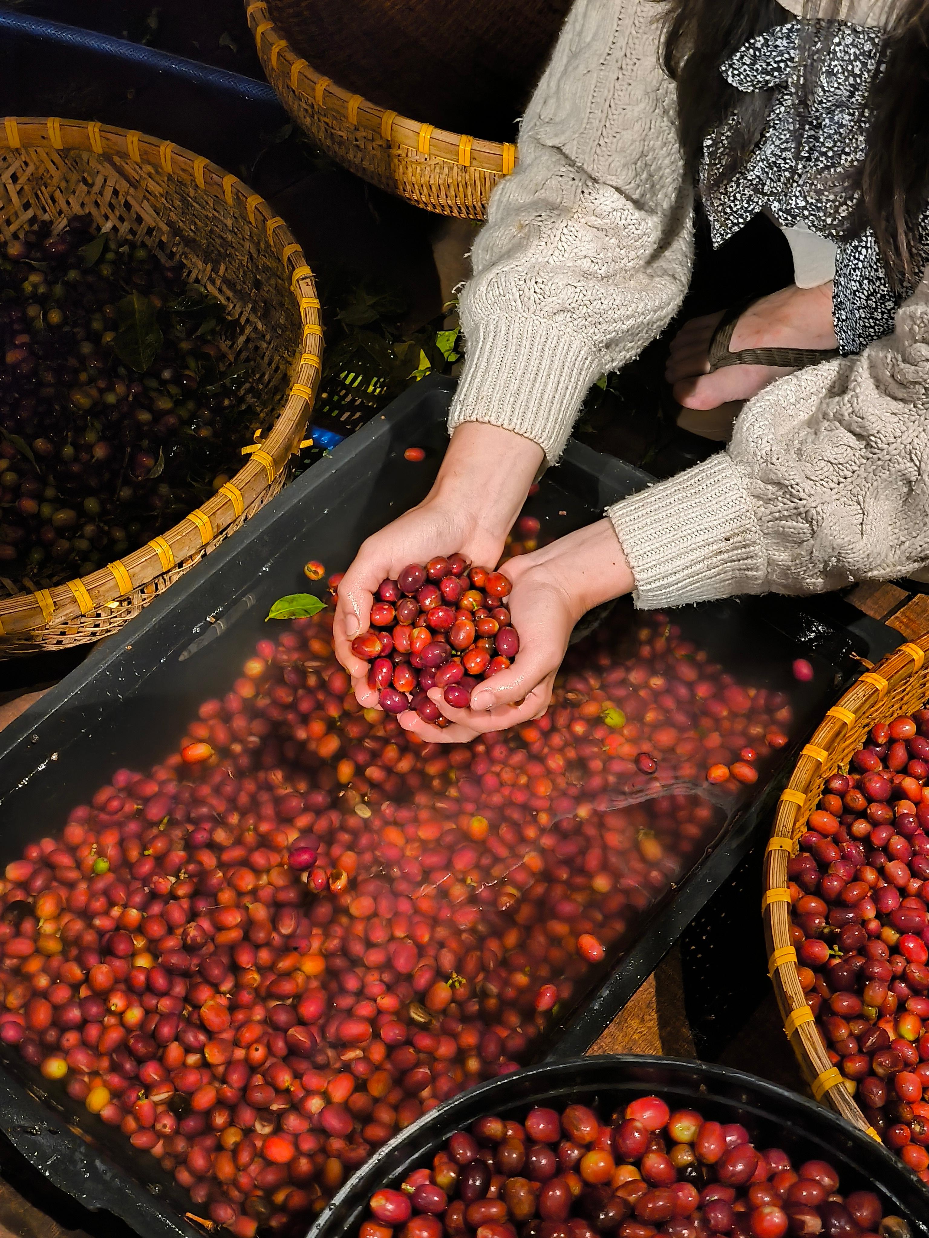 coffee tour in Dalat — photo 2