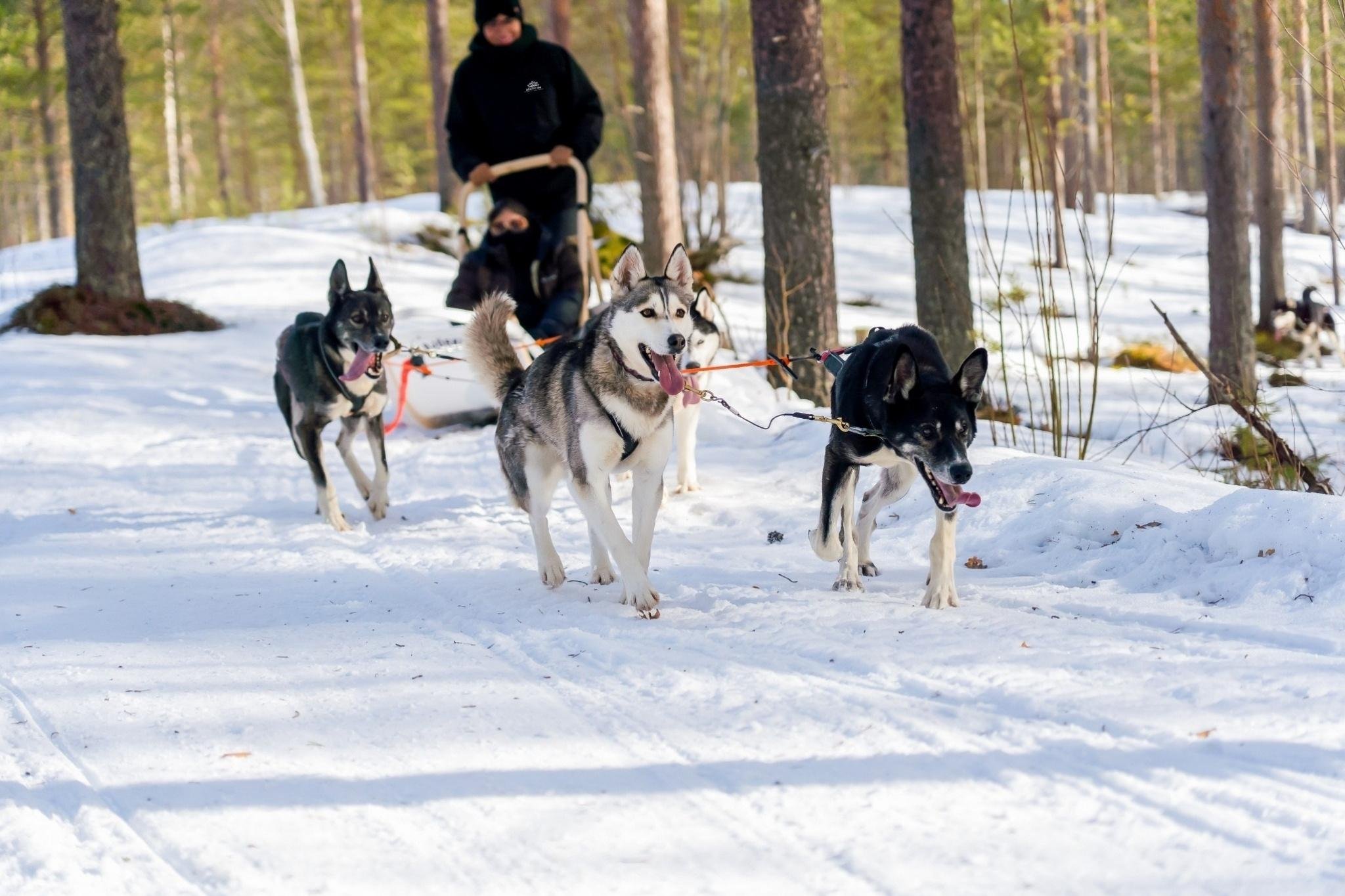 Rovaniemi Husky Safari: Drive Your Own Team & Lapland BBQ