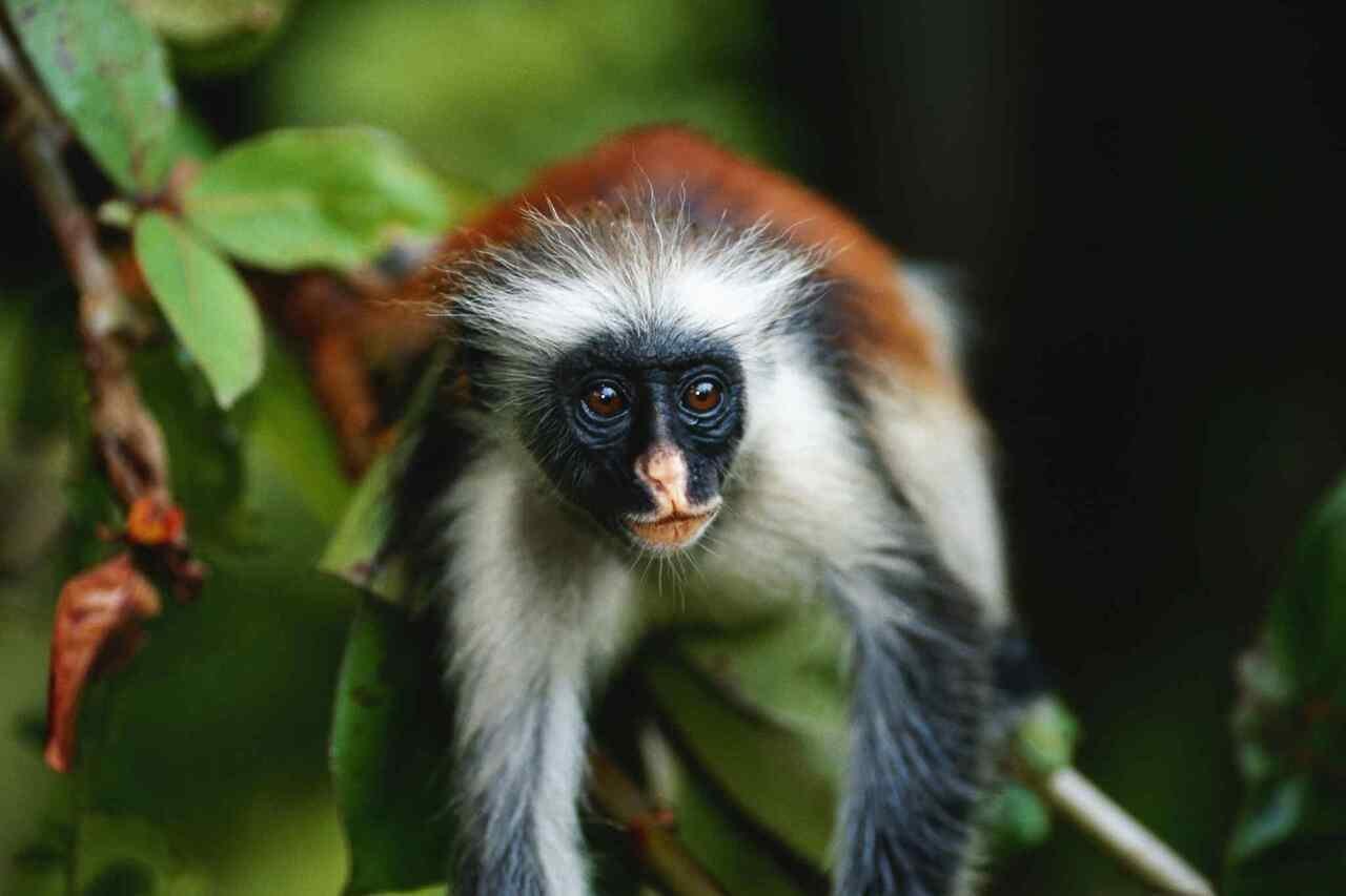 Zanzibar Jozani Forest Private Wildlife Tour