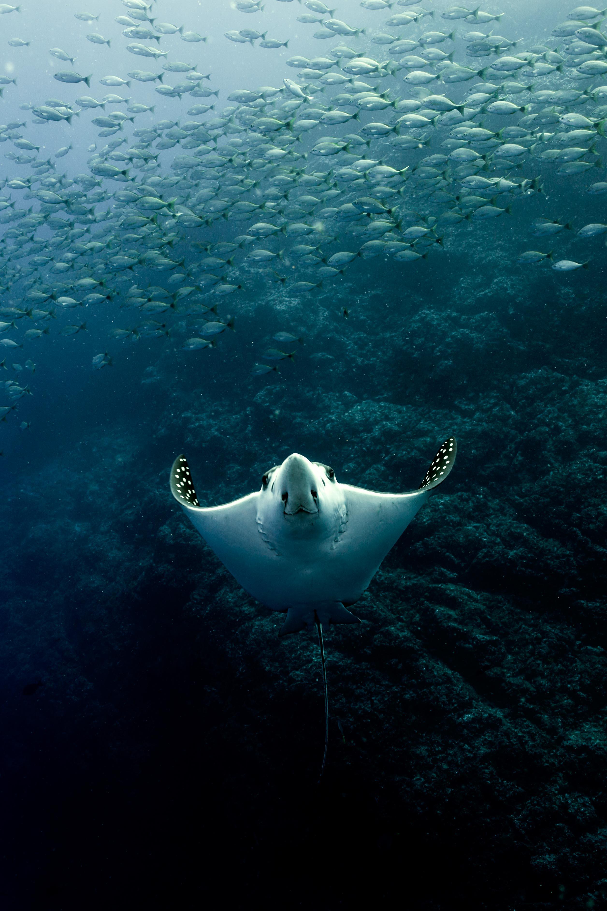Cabo San Lucas Marine Park: Two-Tank Scuba Diving Adventure