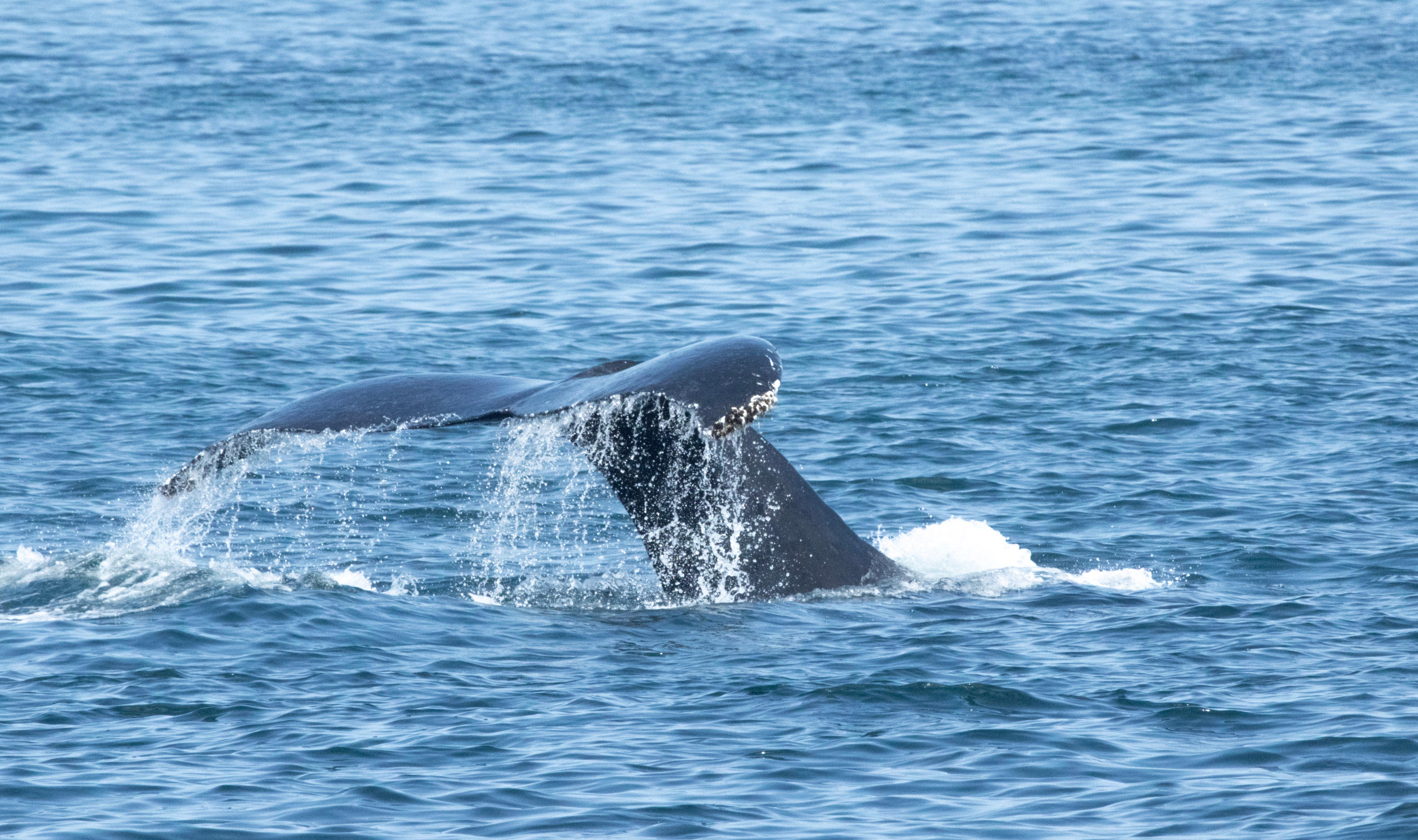 A humpback whale's tail with water streaming off it