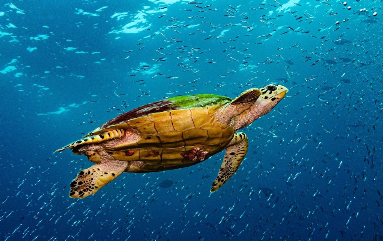 Zanzibar Full-Day Adventure: Sea Turtles, Kuza Cave & Paje Beach