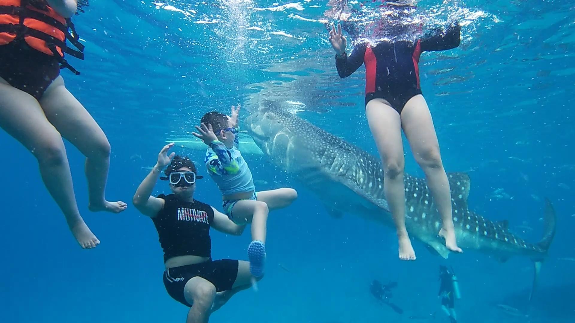 Cebu Full-Day Adventure: Whale Sharks, Kawasan Falls & Moalboal Sardines
