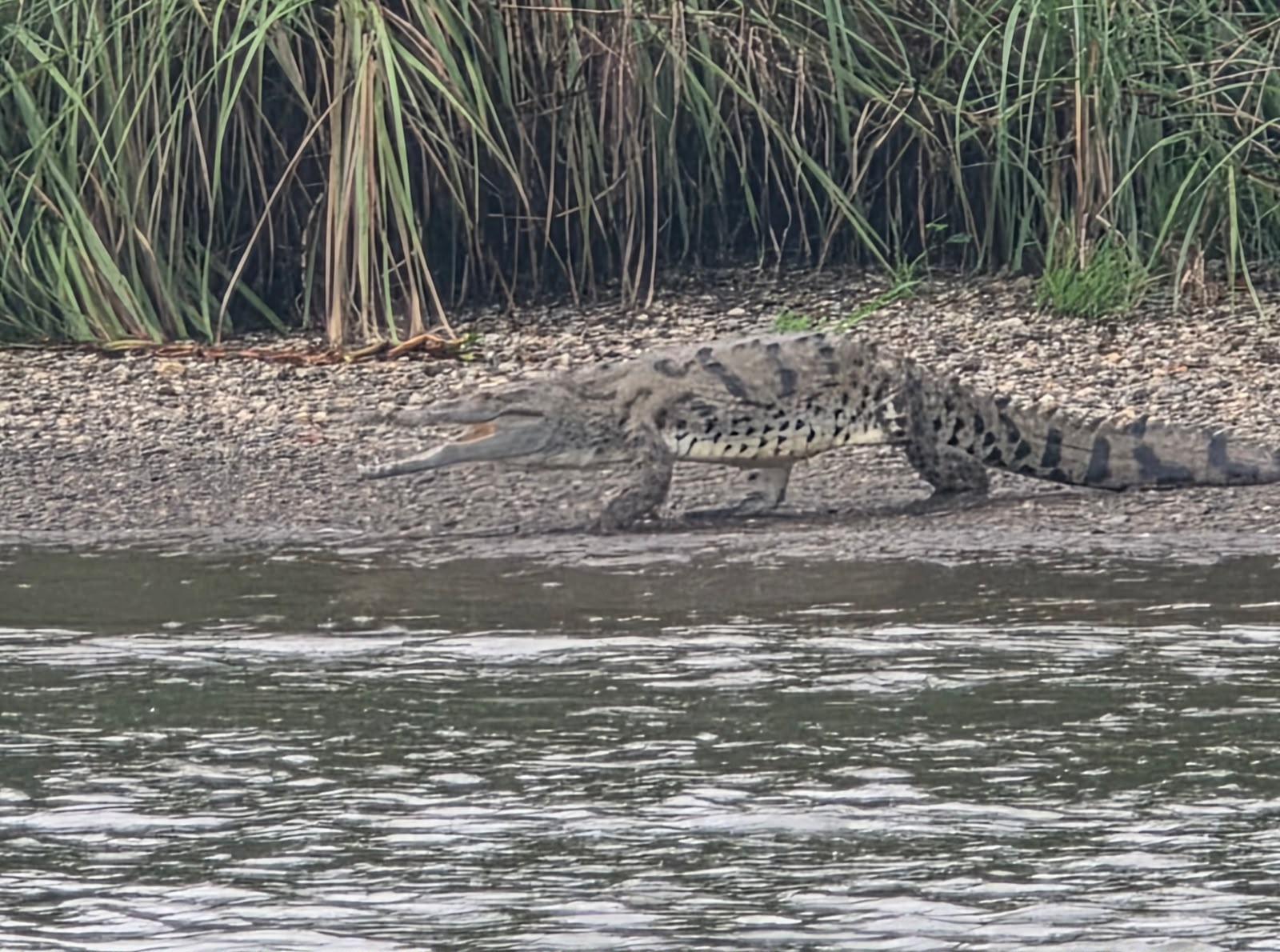 Panama Canal wildlife tour in Soberania National Park and on Gatun Lake — image 23