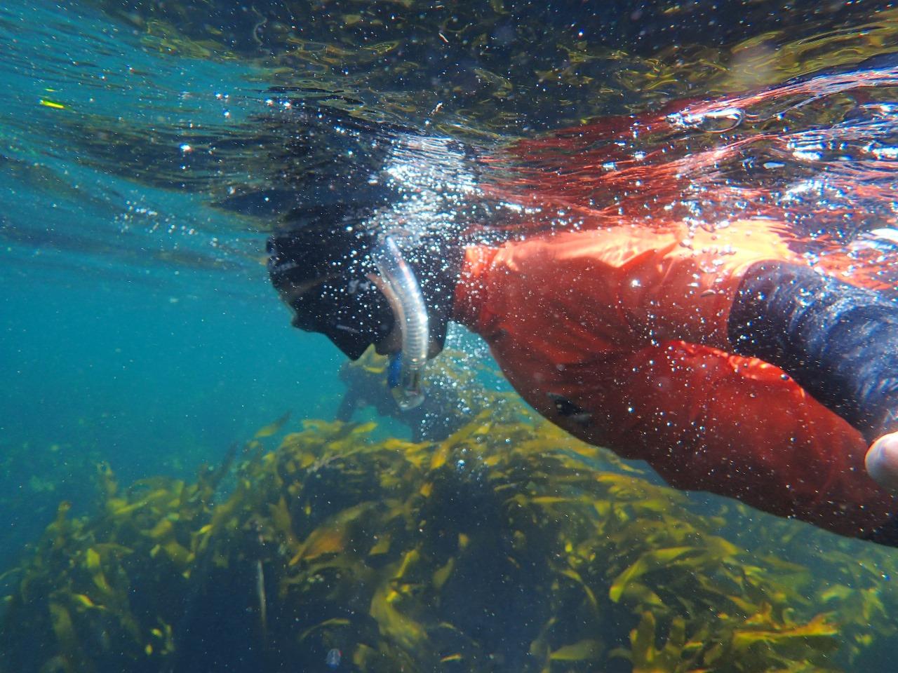 Great African Sea Forest Snorkeling with Marine Biologists
