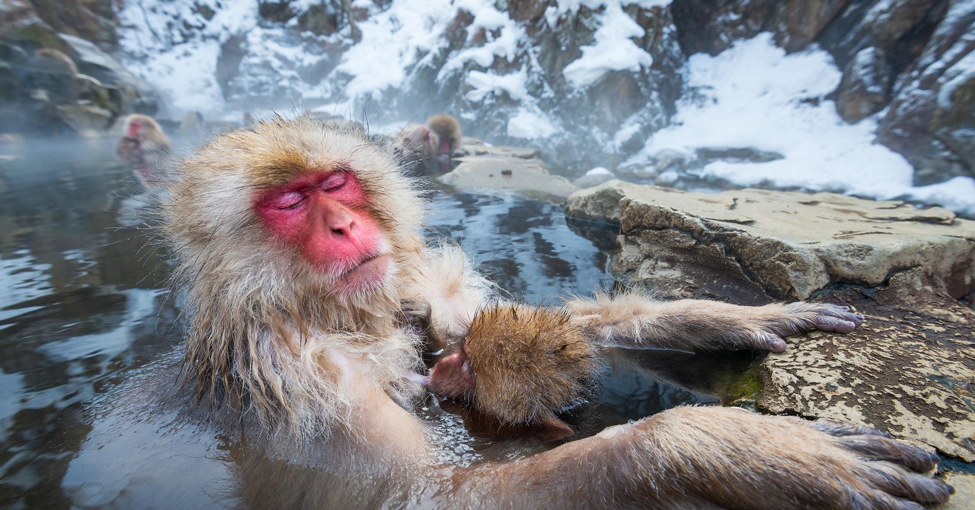 Nagano Snow Monkey & Zenkoji Temple Private Day Tour from Tokyo