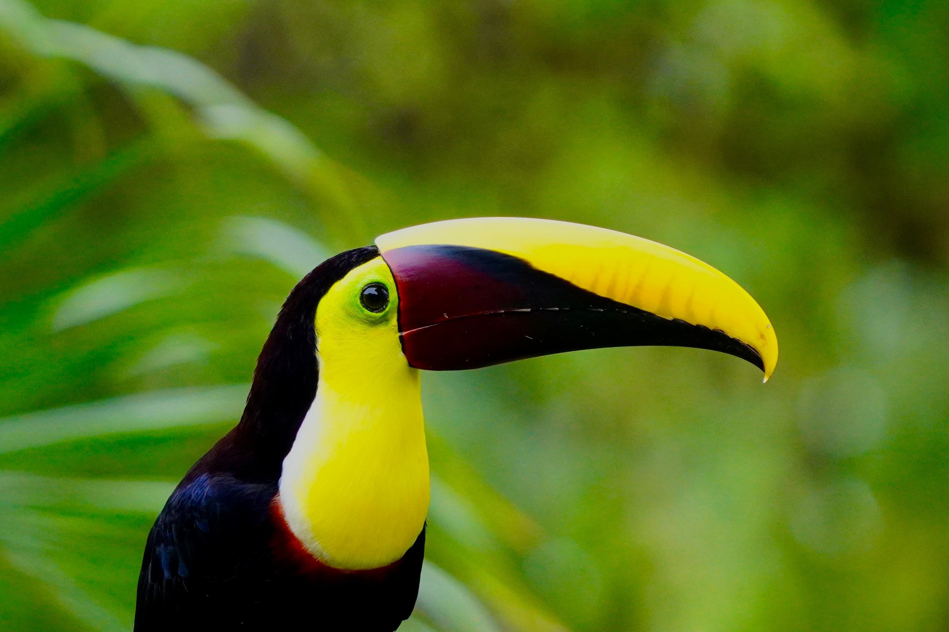 Manuel Antonio National Park: Naturalist-Led Wildlife Walking Tour
