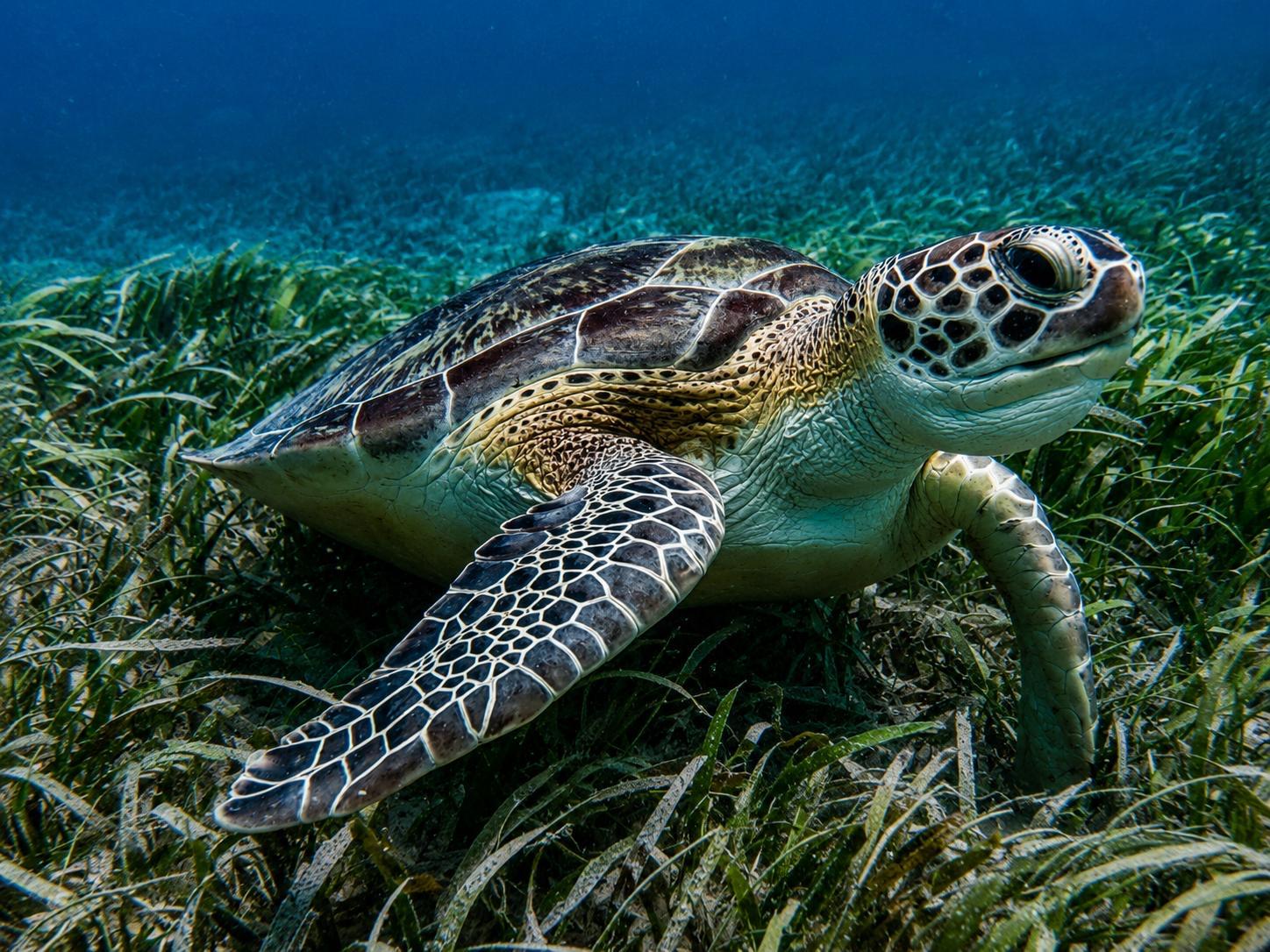 Vieques Sea Turtle & Stingray Snorkel Adventure