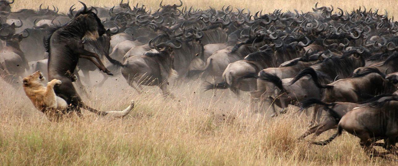 3-Day Masai Mara Safari: Luxury Sopa Lodge Experience