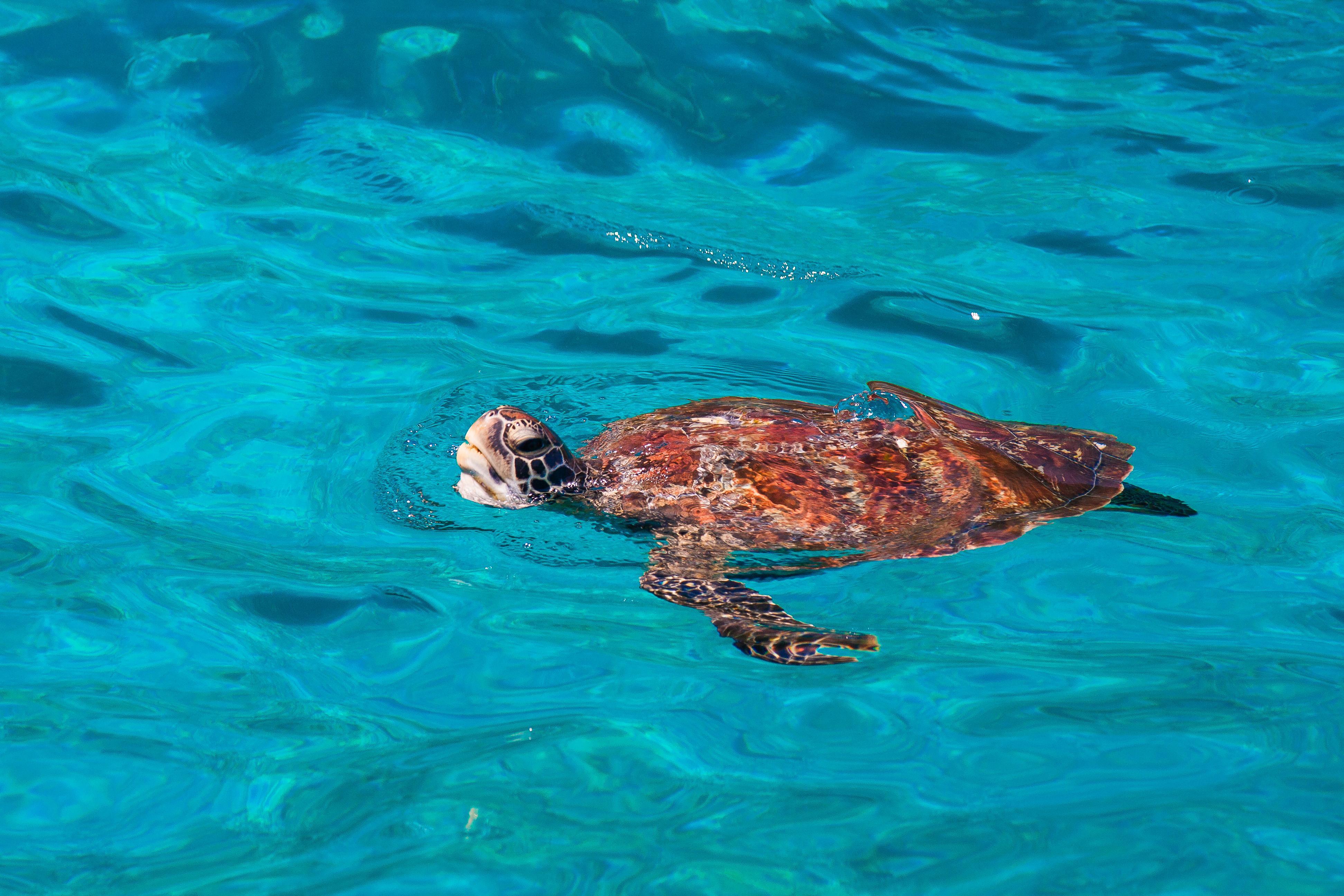 Similan Islands Full-Day Snorkeling Adventure from Khao Lak