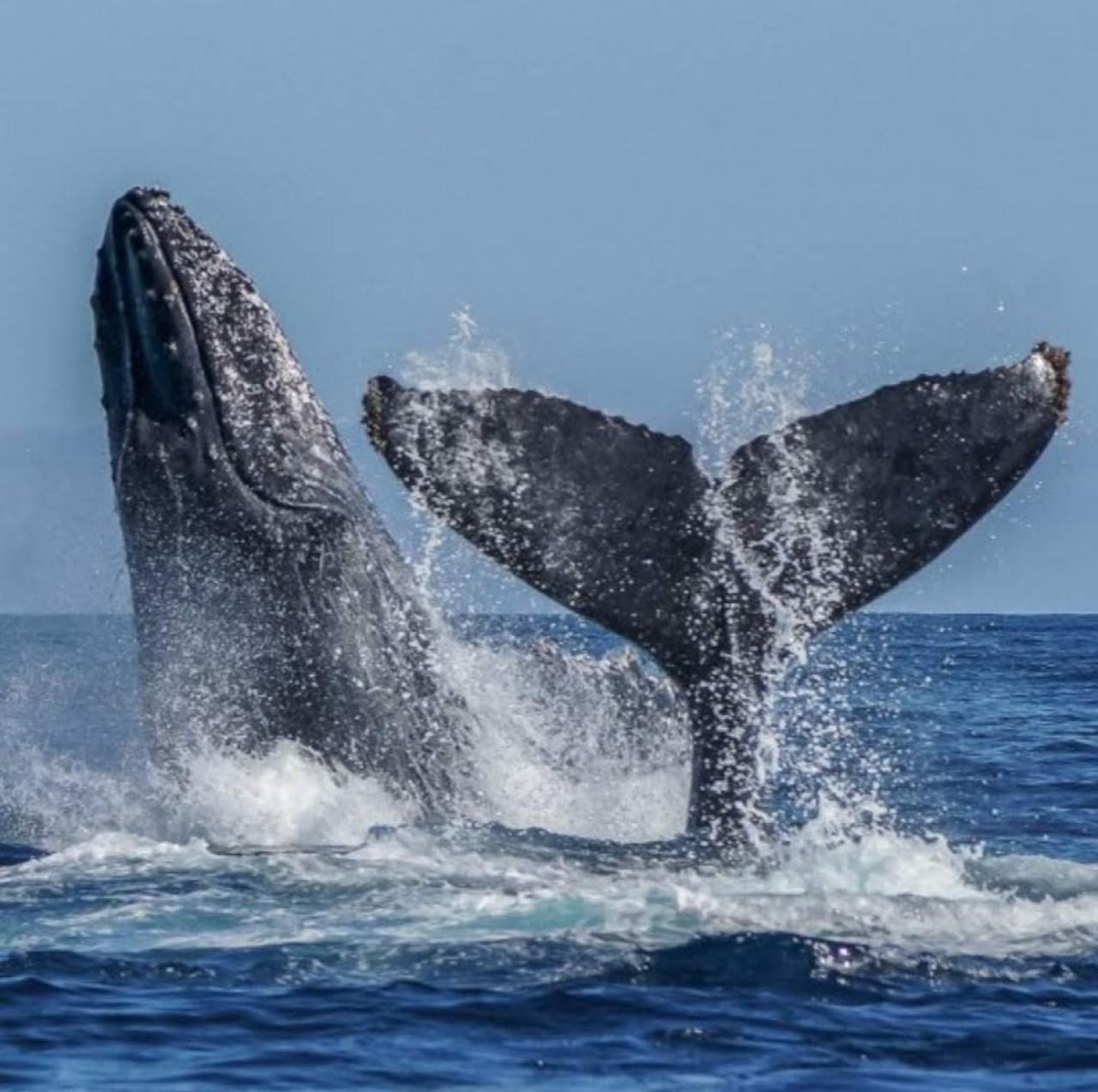Cabo Private Yacht Experience: Arch, Snorkeling & Gourmet Bites