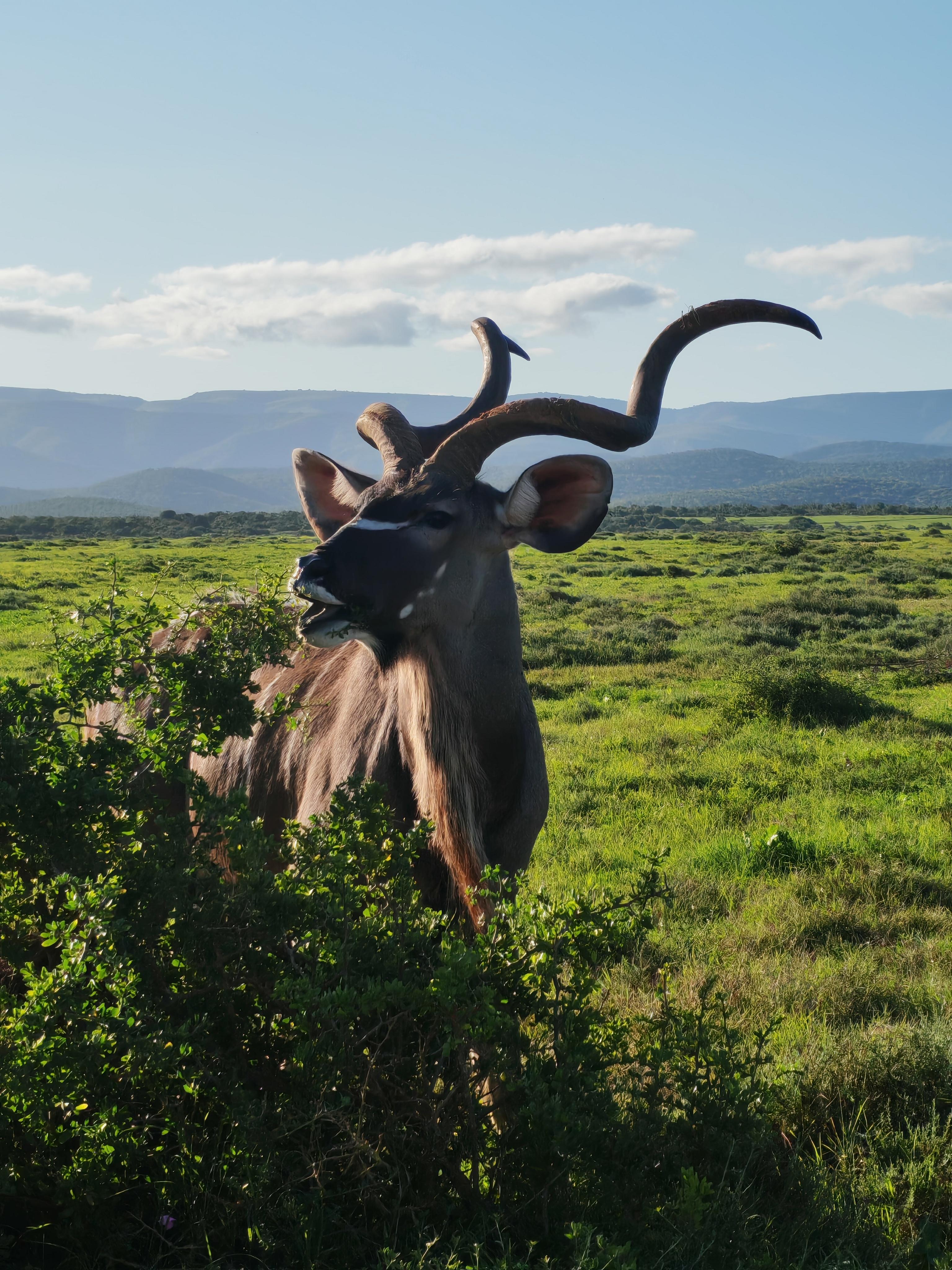 Private Half-Day Addo Elephant Park Safari