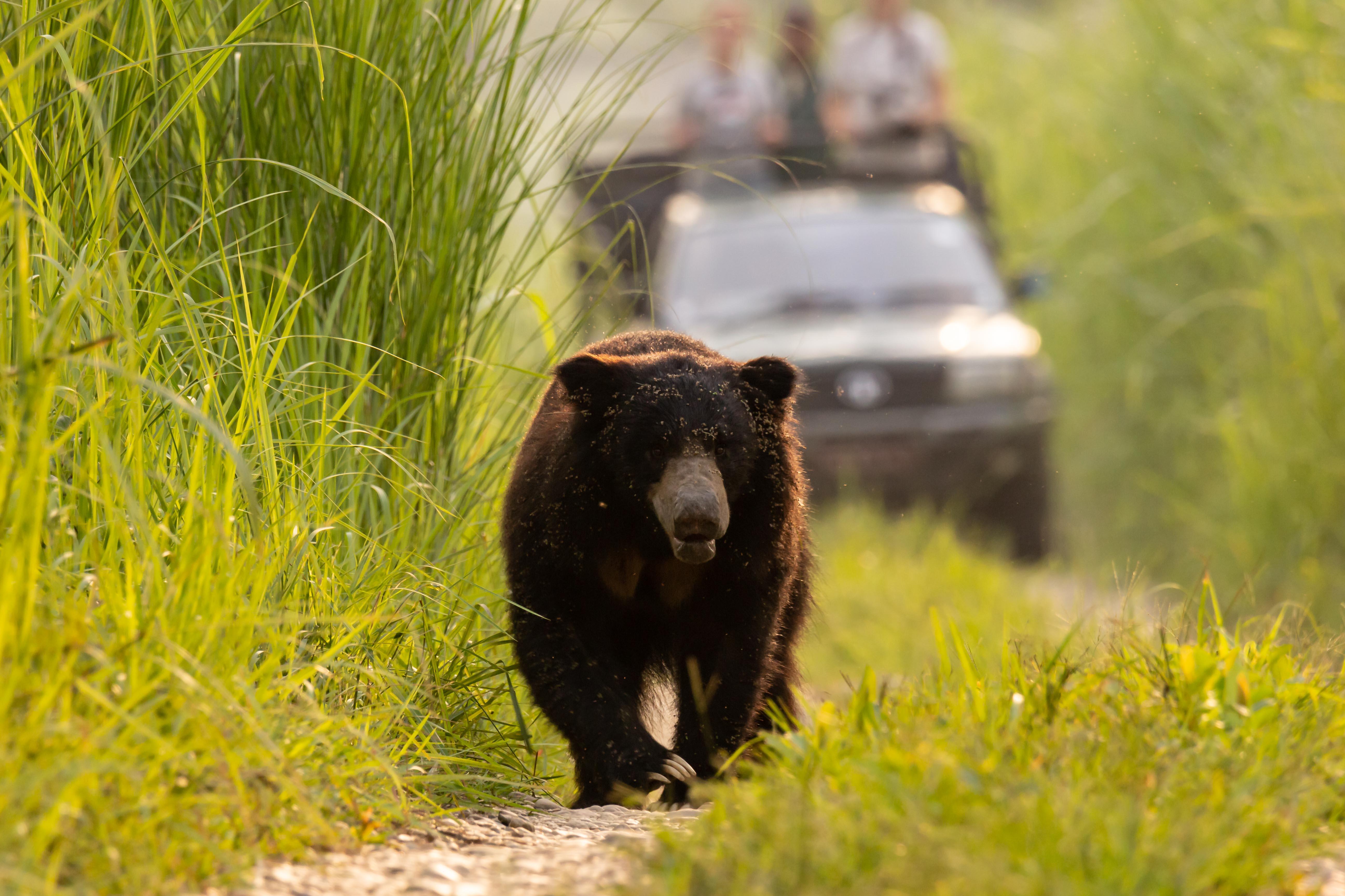 3-Day Chitwan National Park Wildlife Safari from Kathmandu or Pokhara