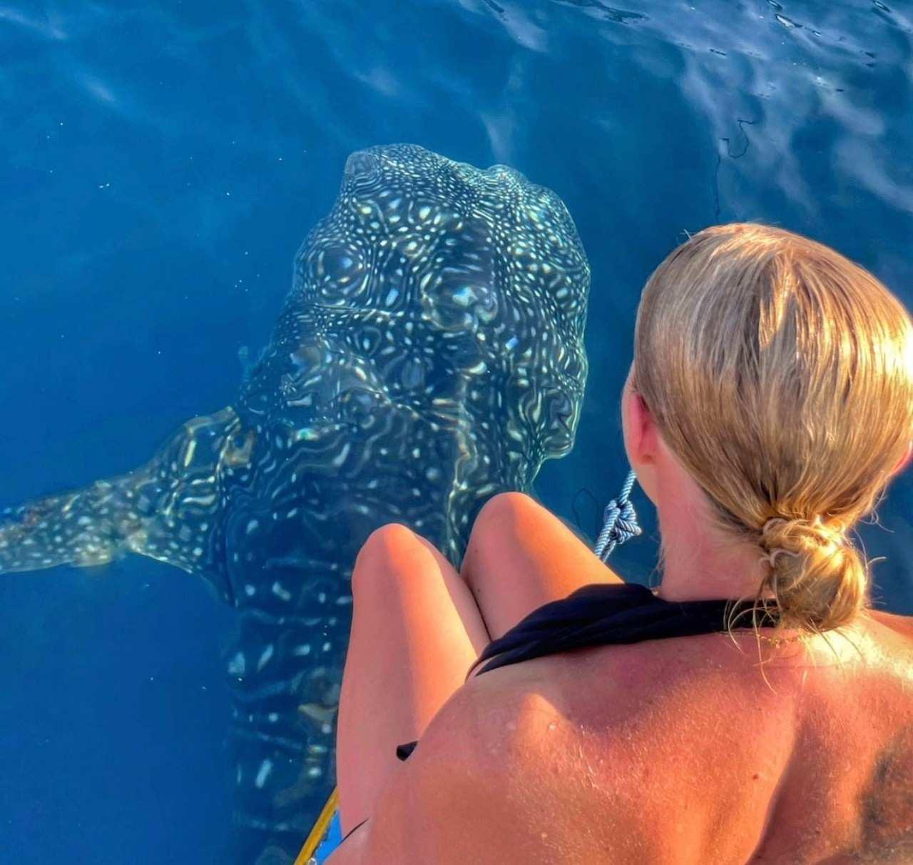 Two-Day Whale Shark Adventure from Lombok to Sumbawa