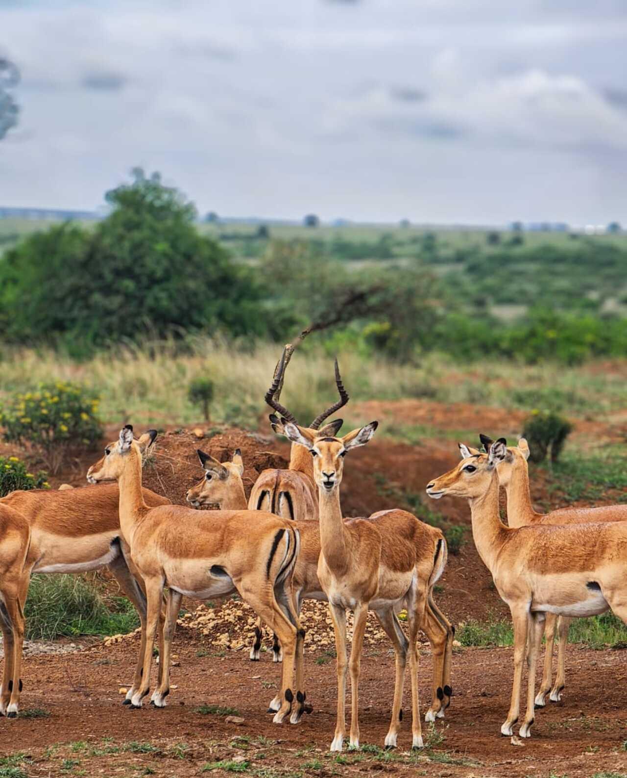 Nairobi National Park 5-Hour 4x4 Wildlife Safari