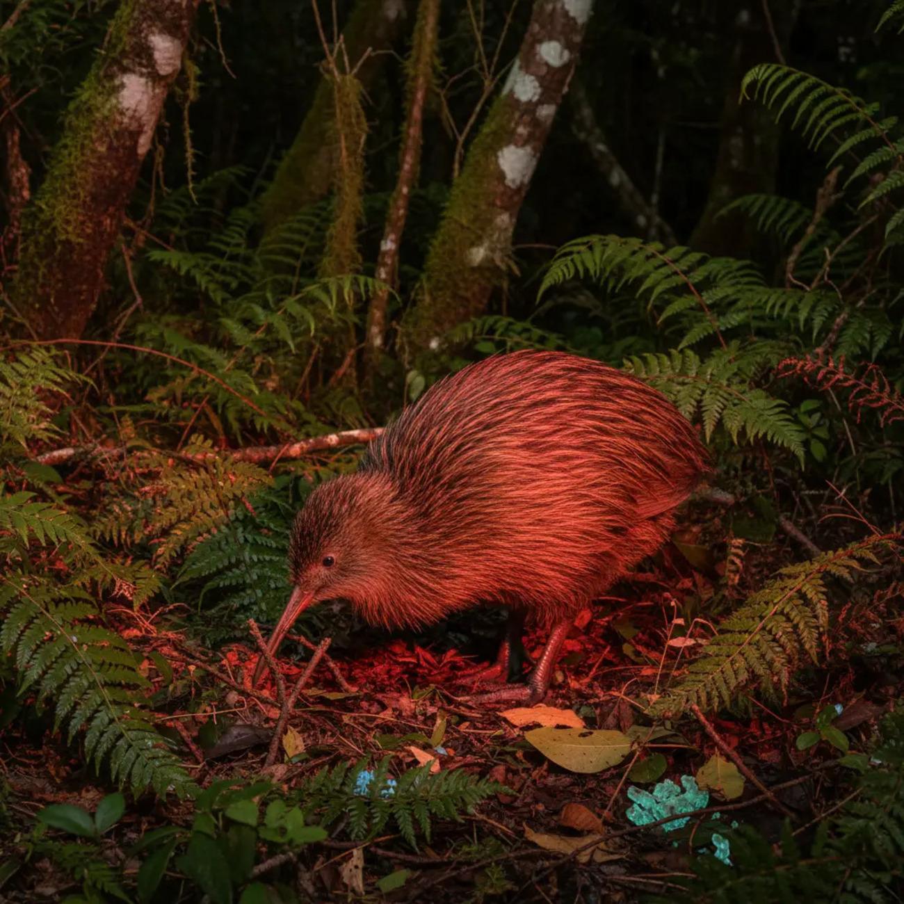 Kiwi Wilderness Experience Guided Tour (Self-Drive Option)
