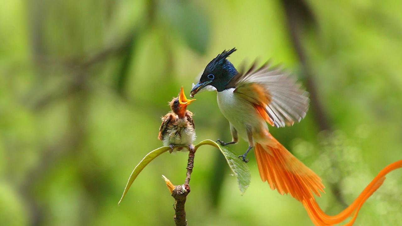 Sinharaja Rainforest Birdwatching Experience with Pickup