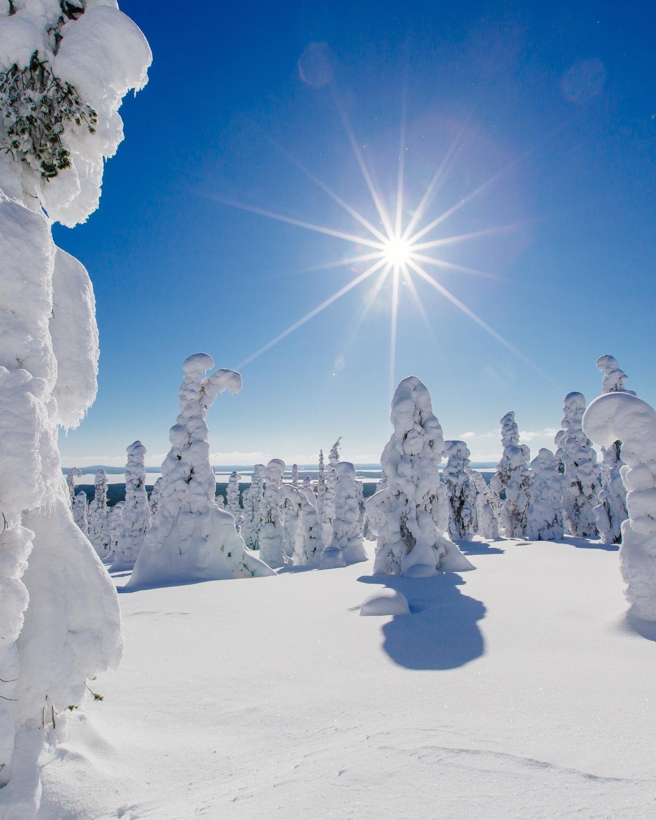 Riisitunturi National Park Winter Adventure with BBQ