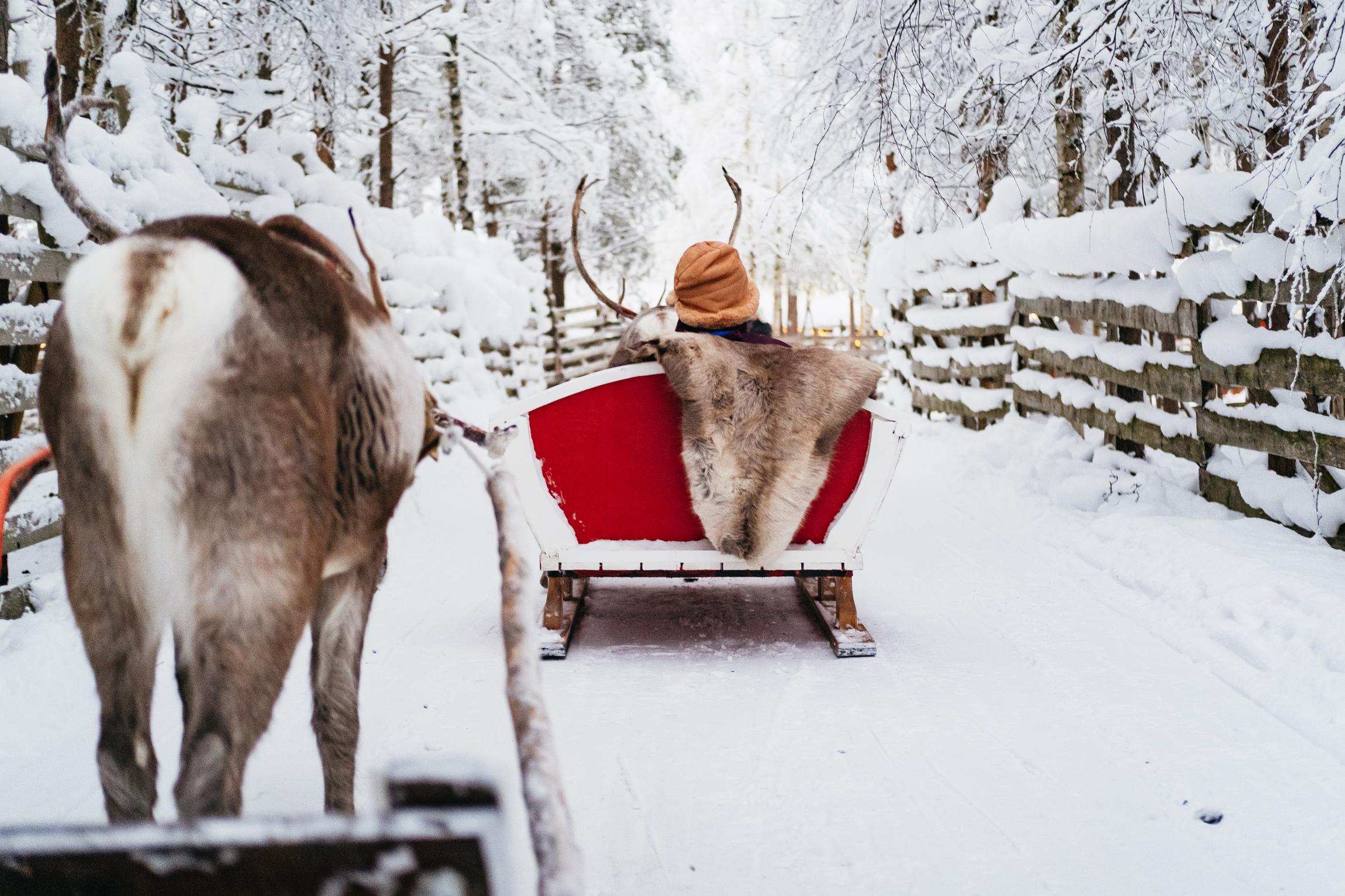 Rovaniemi Snowmobile Safari & Arctic Wildlife Day Tour