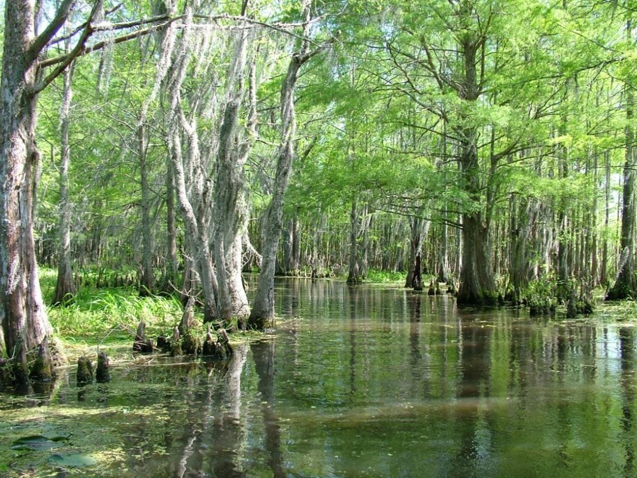 Honey Island Swamp Wildlife Expedition