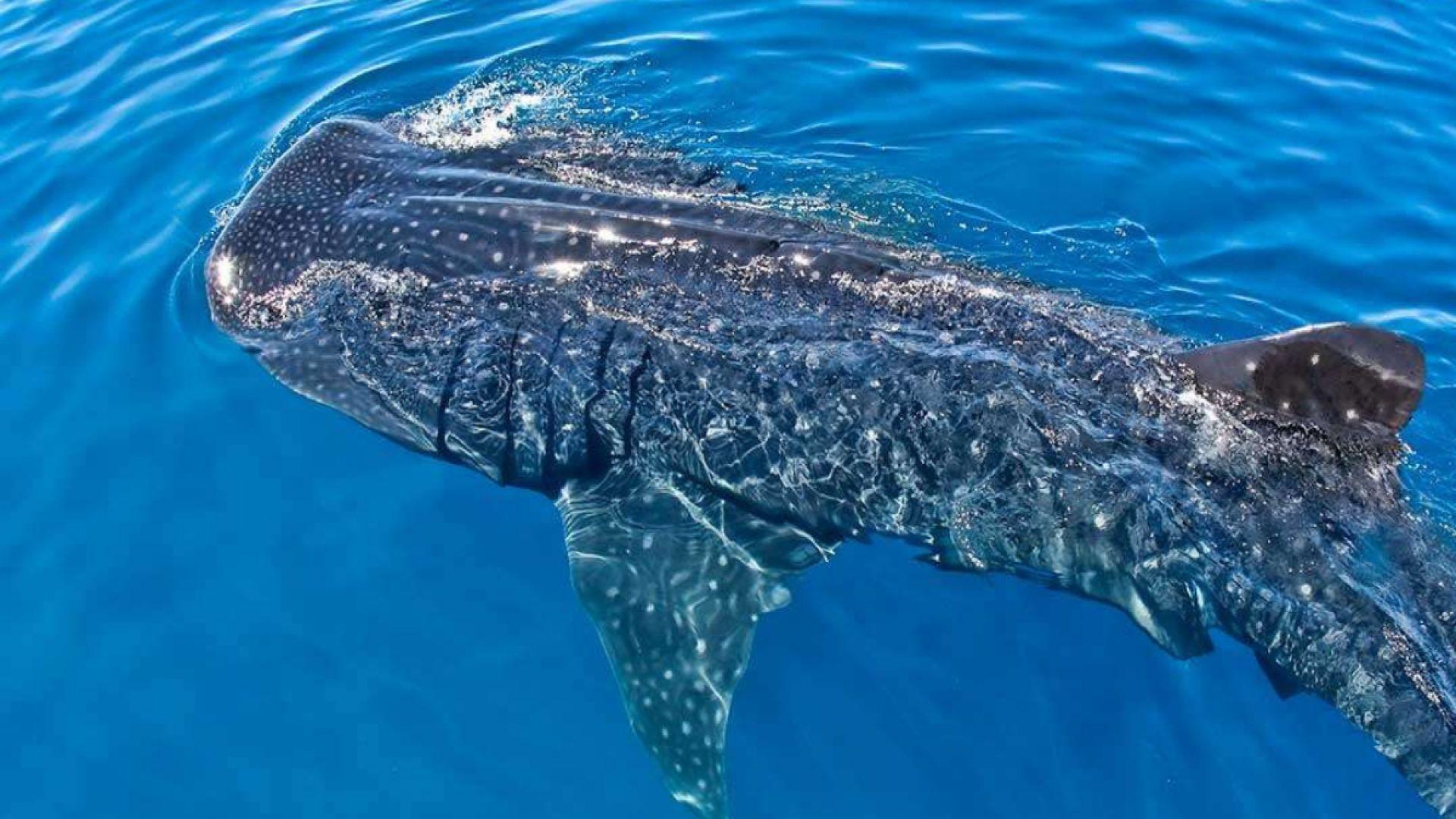 Whale Shark Swimming & Isla Mujeres Snorkel Adventure