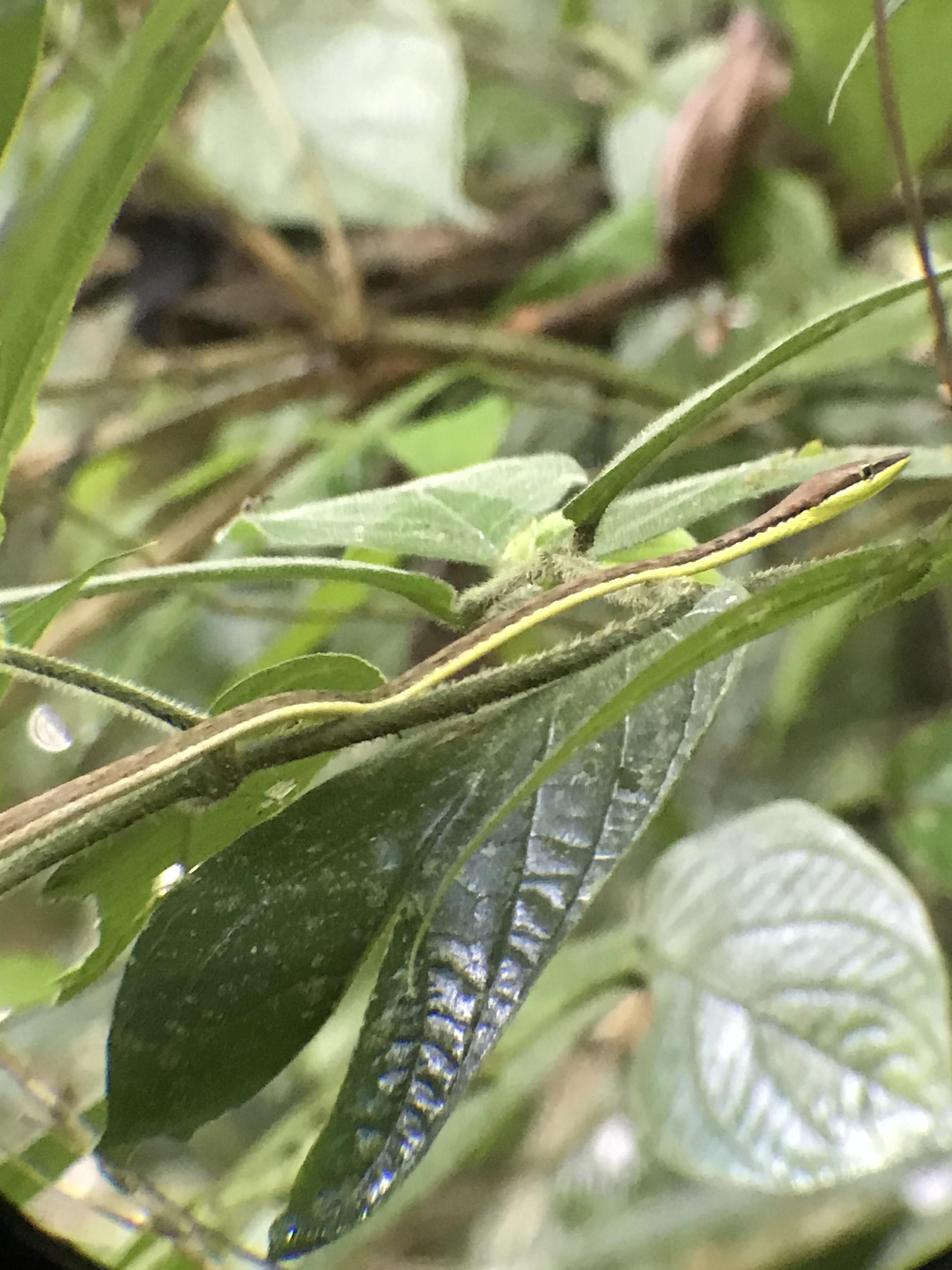 Manuel Antonio National Park: Expert-Guided Wildlife Hike