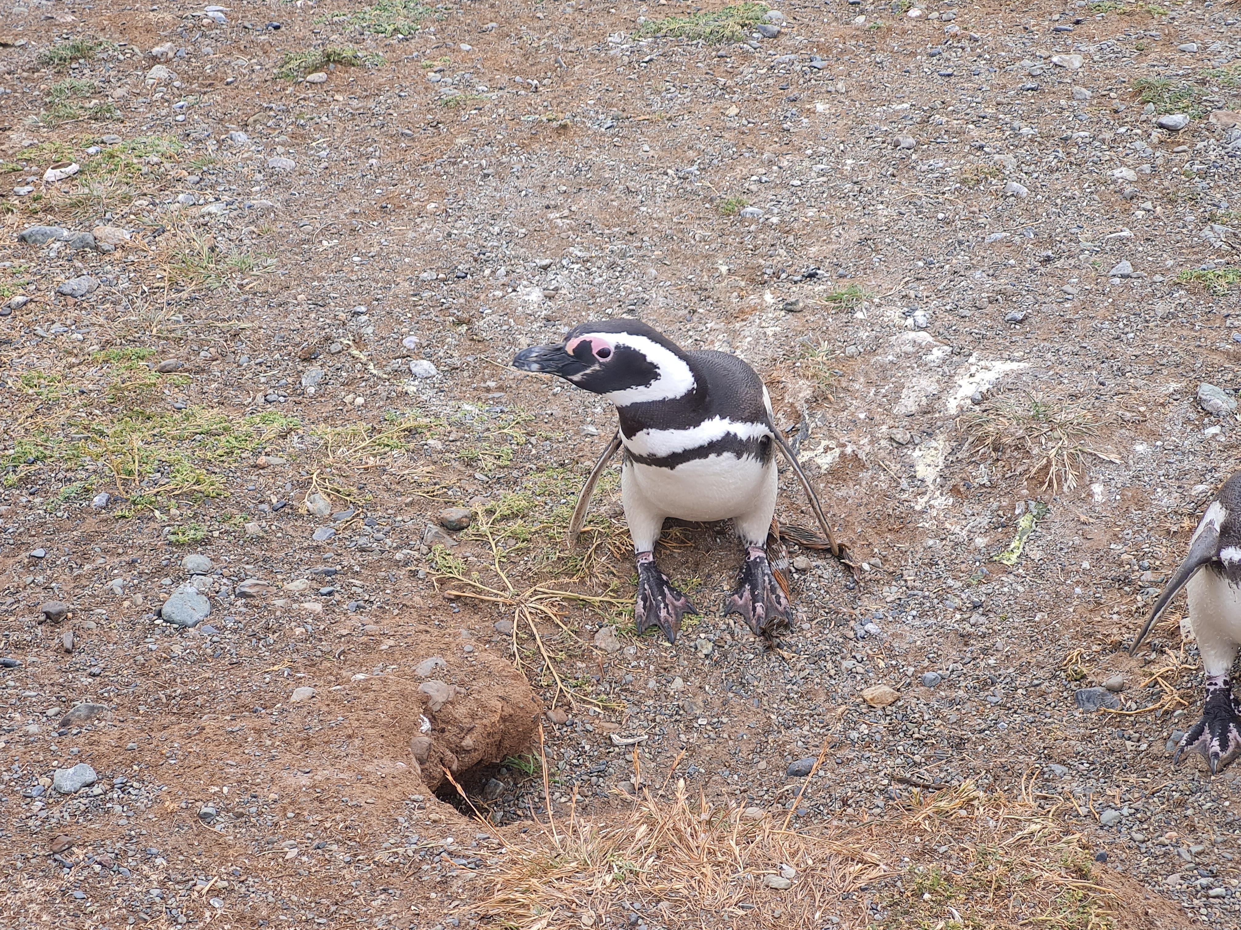 Punta Arenas: Magdalena Island Penguin Boat Tour
