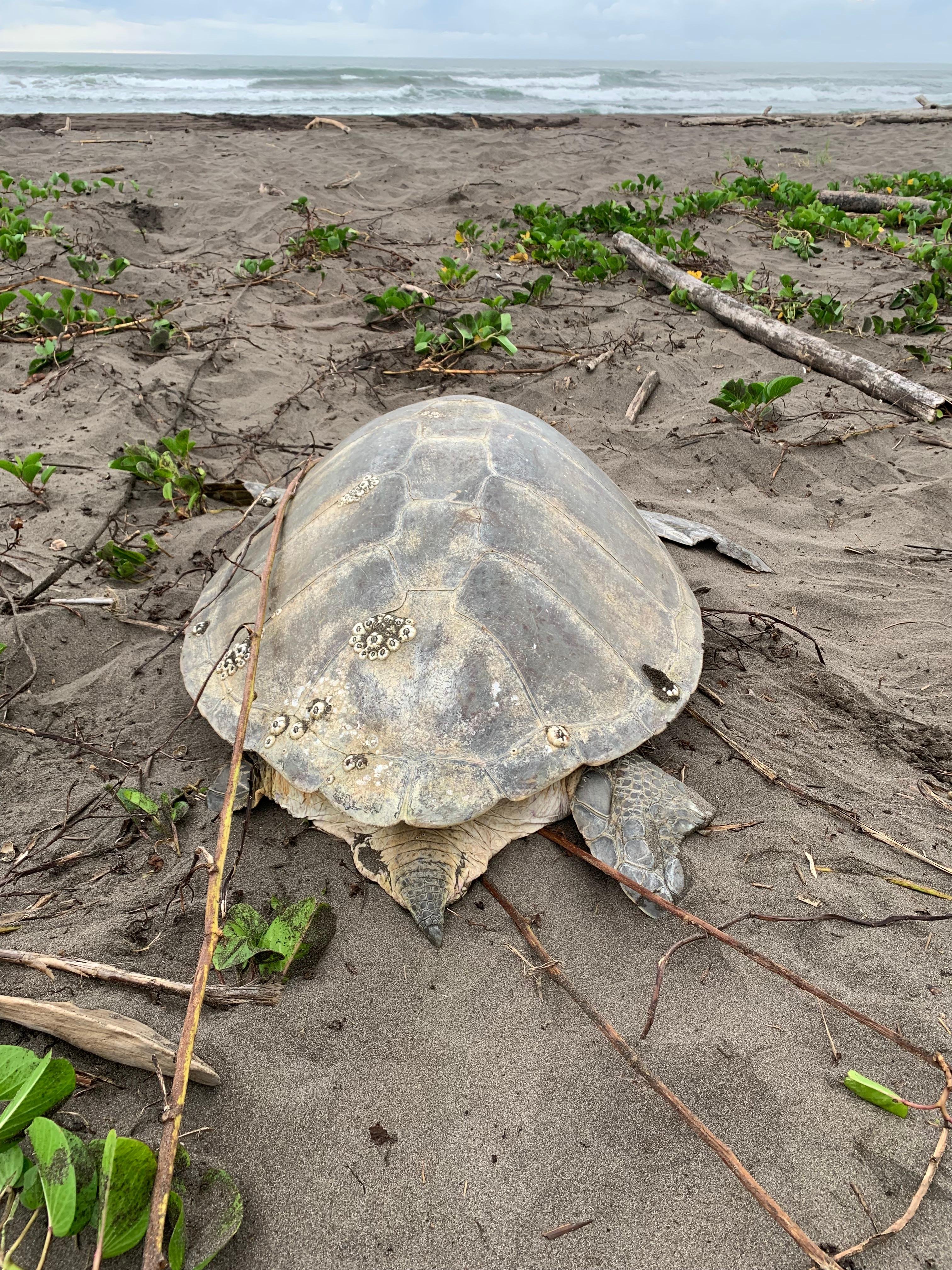 Tortuguero Night Turtle Nesting Beach Tour