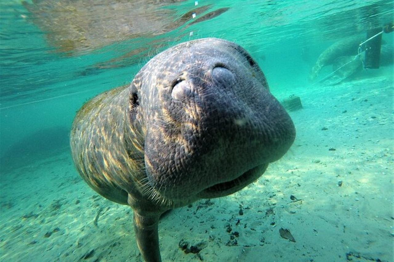 Manatee facing the camera in shallow turquoise water