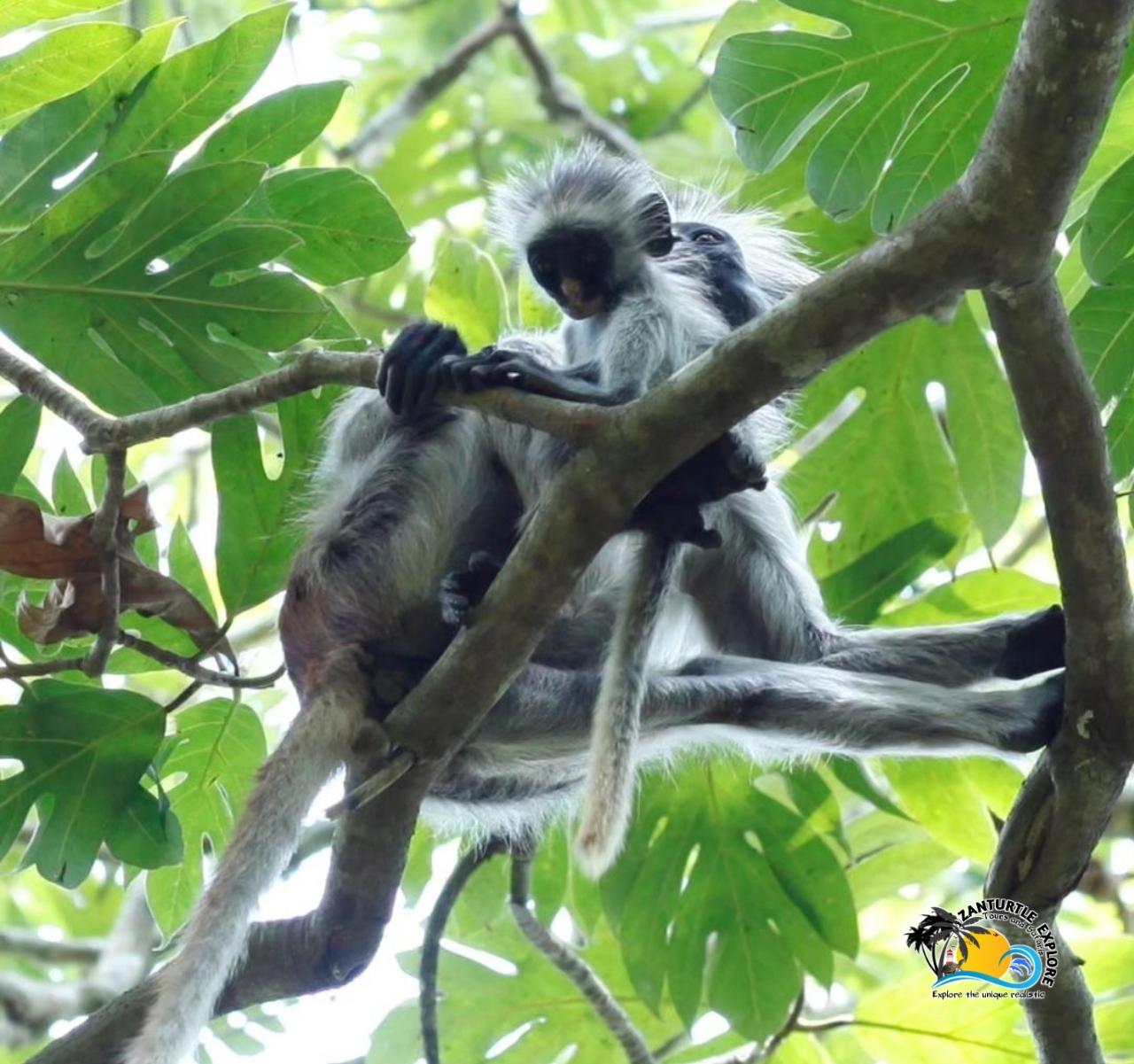 Zanzibar: Jozani Forest, Salaam Cave & The Rock Restaurant Day Tour
