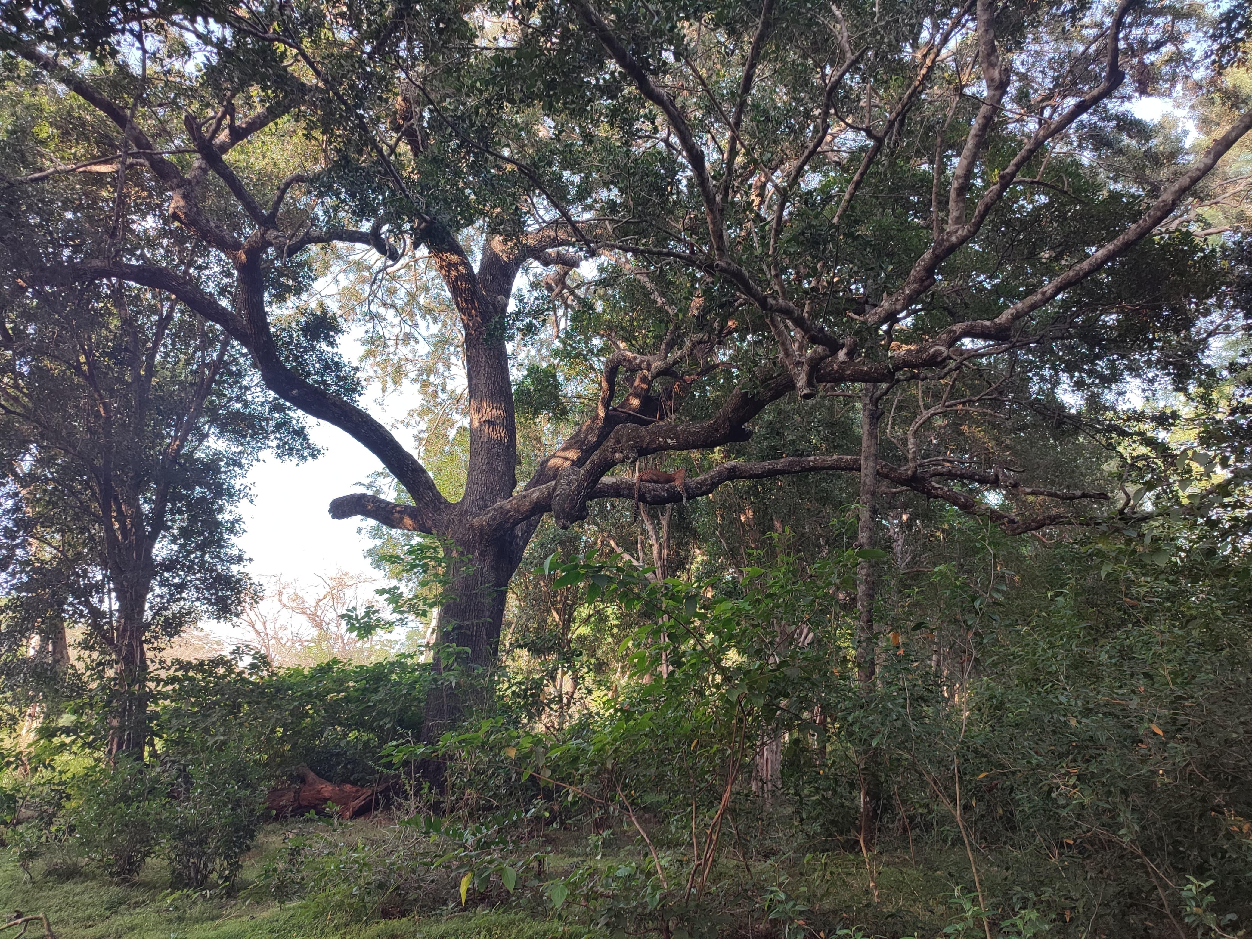 Full-Day Wilpattu National Park Safari Adventure