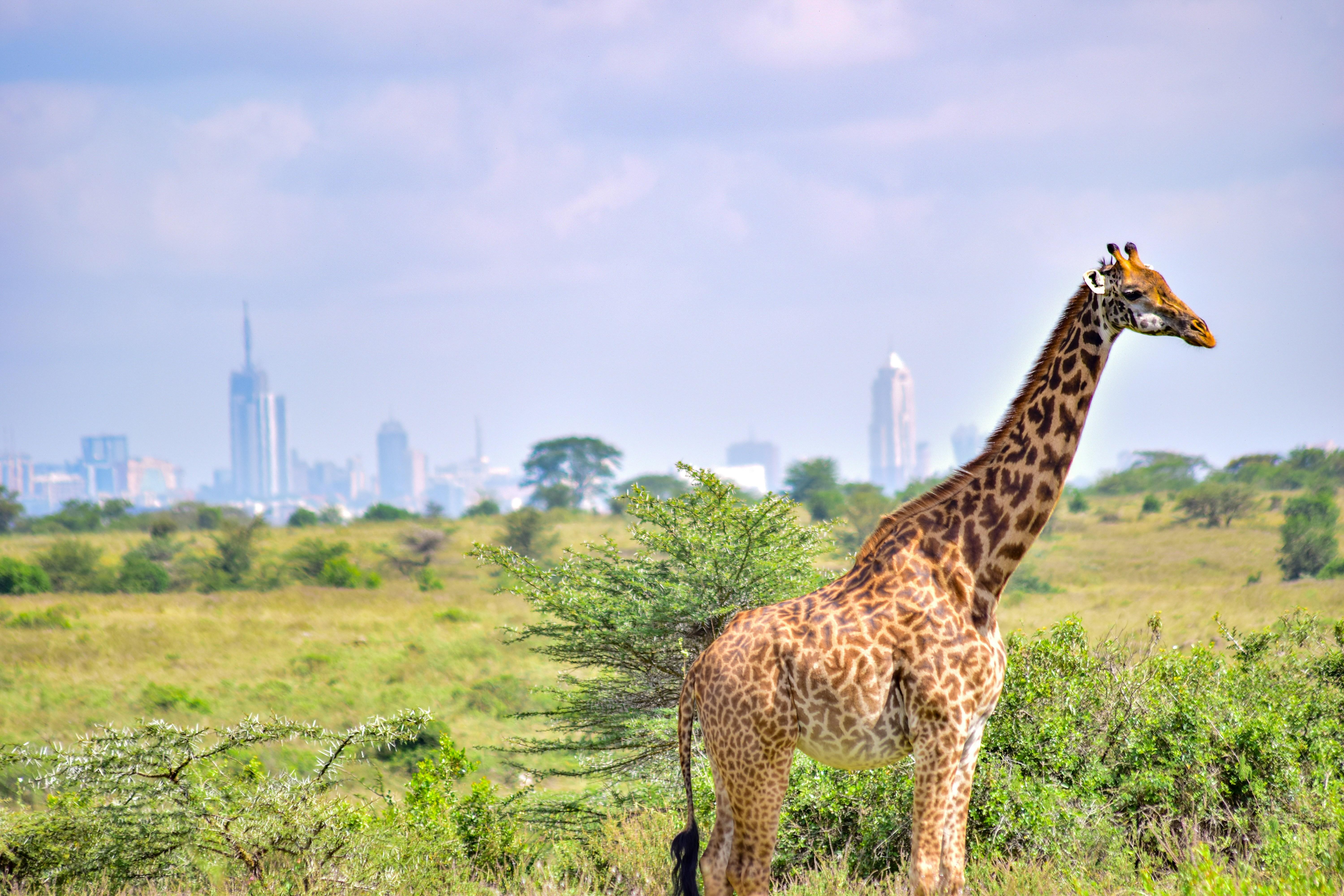 Nairobi National Park Morning Safari with City Skyline Views