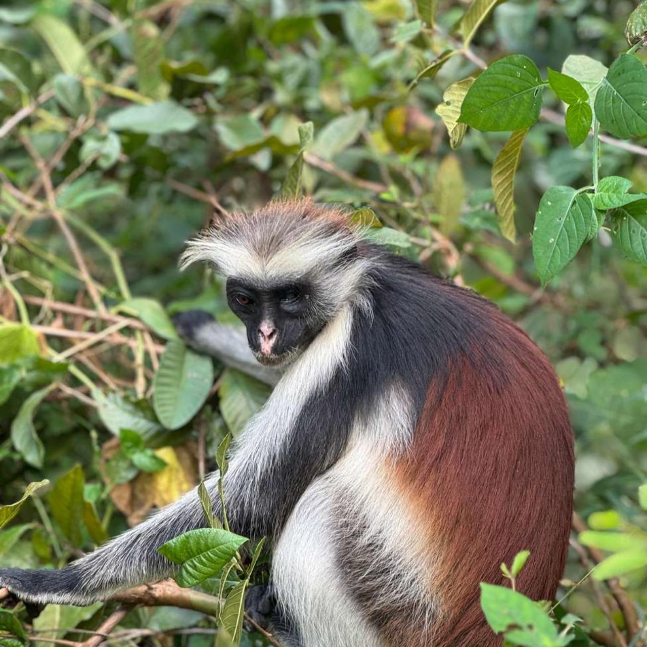 Zanzibar Jozani Forest & The Rock Restaurant Day Tour