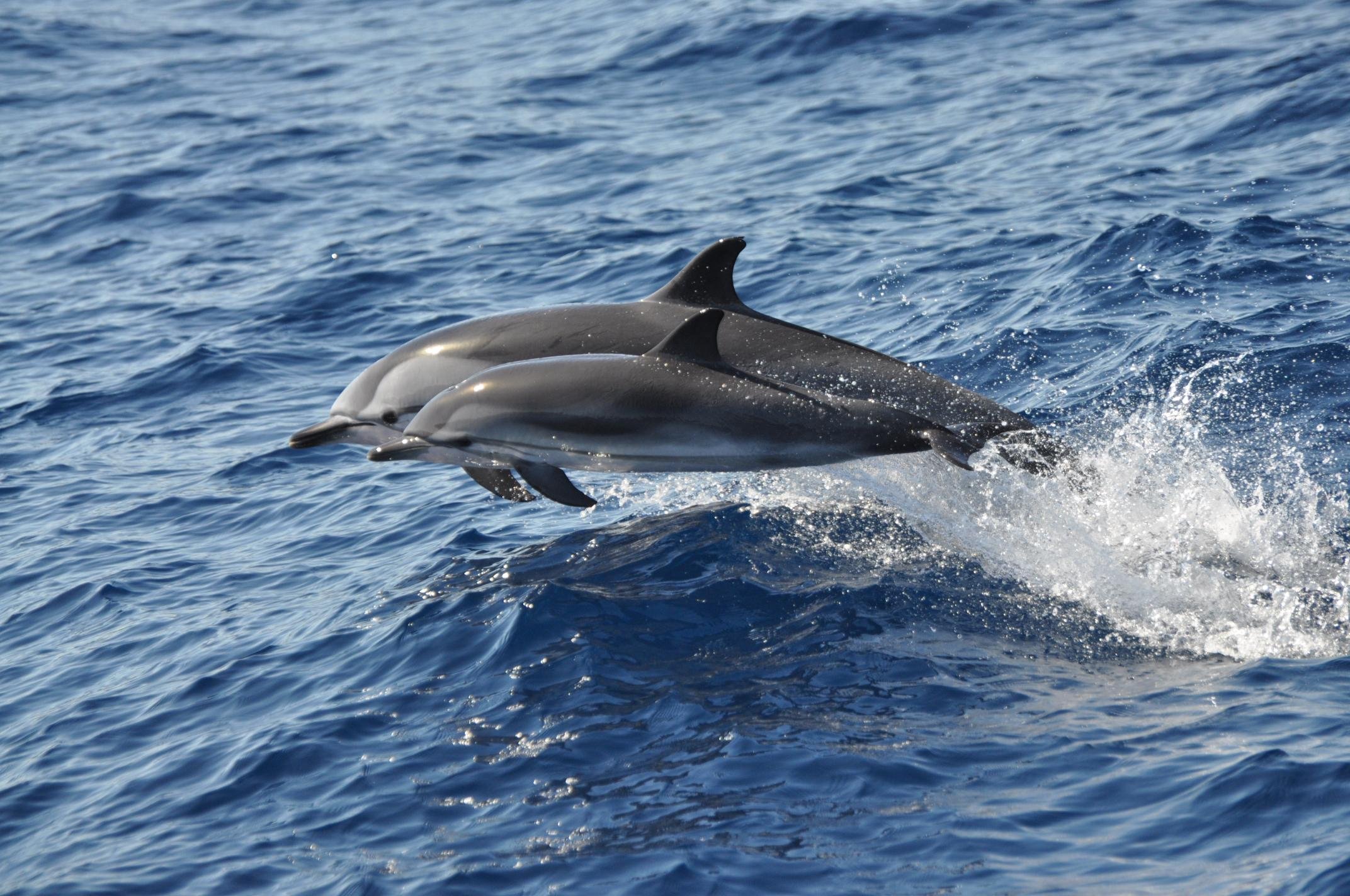 Gran Canaria Dolphin & Whale Safari with Swimming Stop