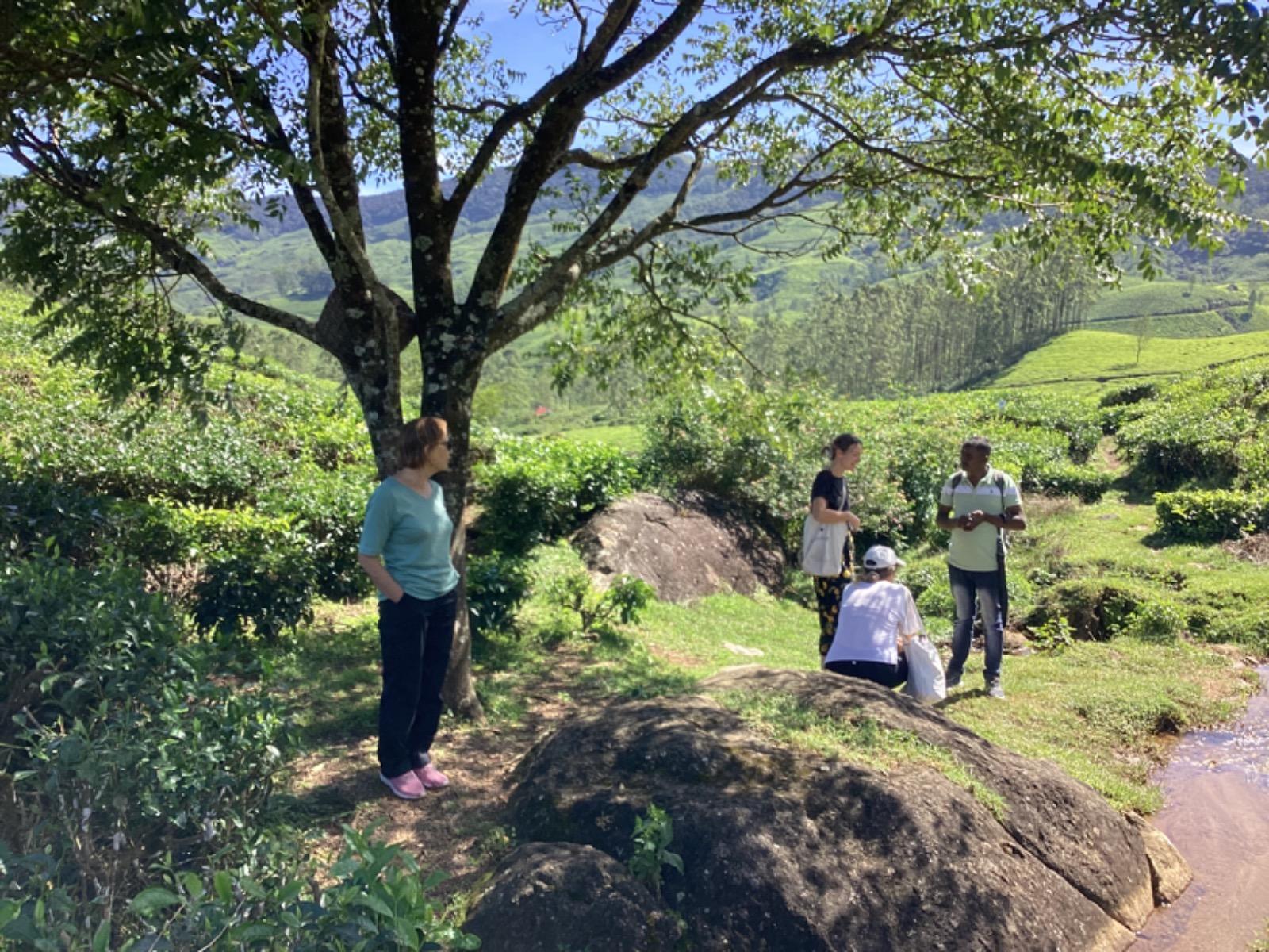 Munnar Guided Tea Plantation, Factory & Tasting Tour