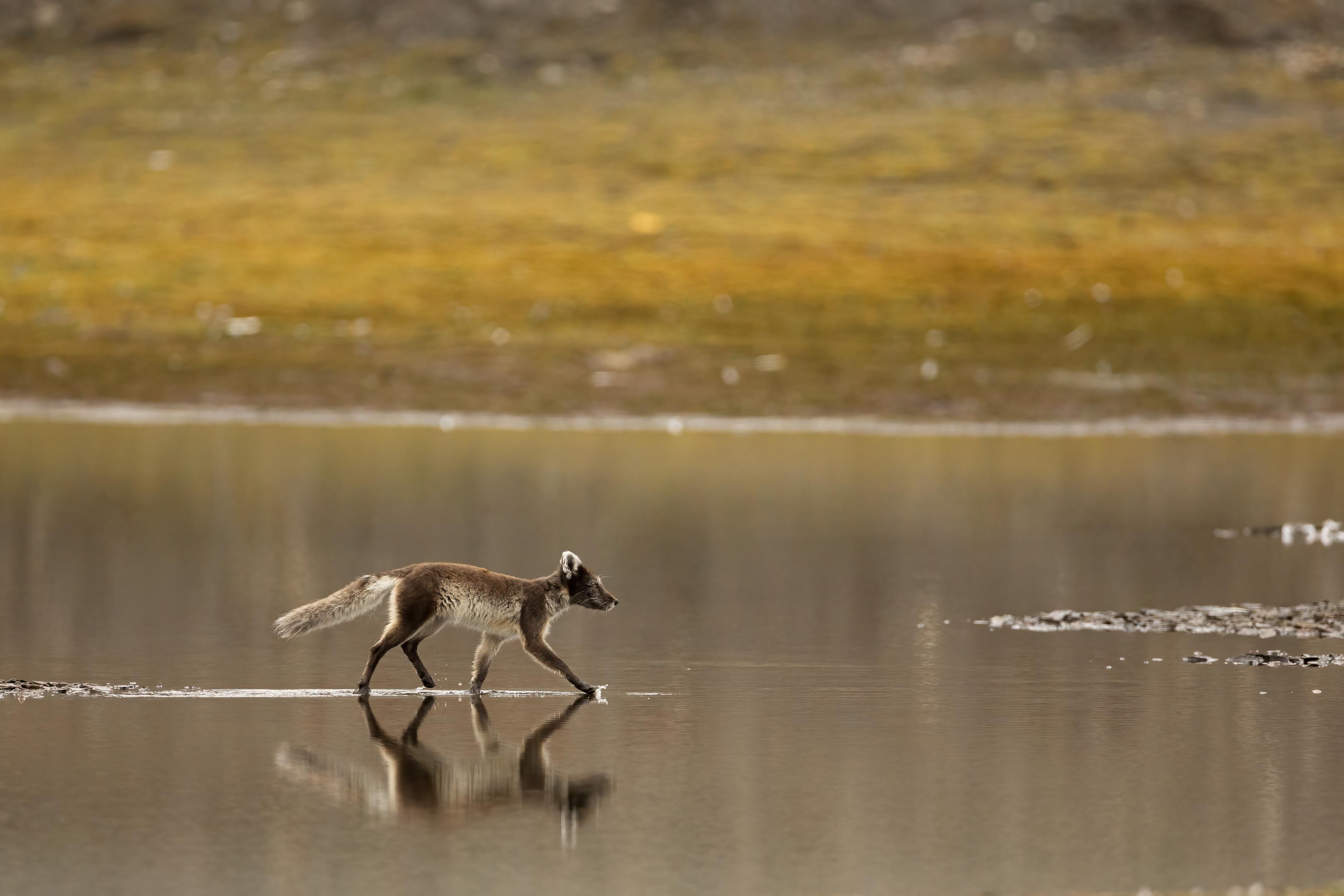 Longyearbyen Wildlife Photography & Hiking Safari