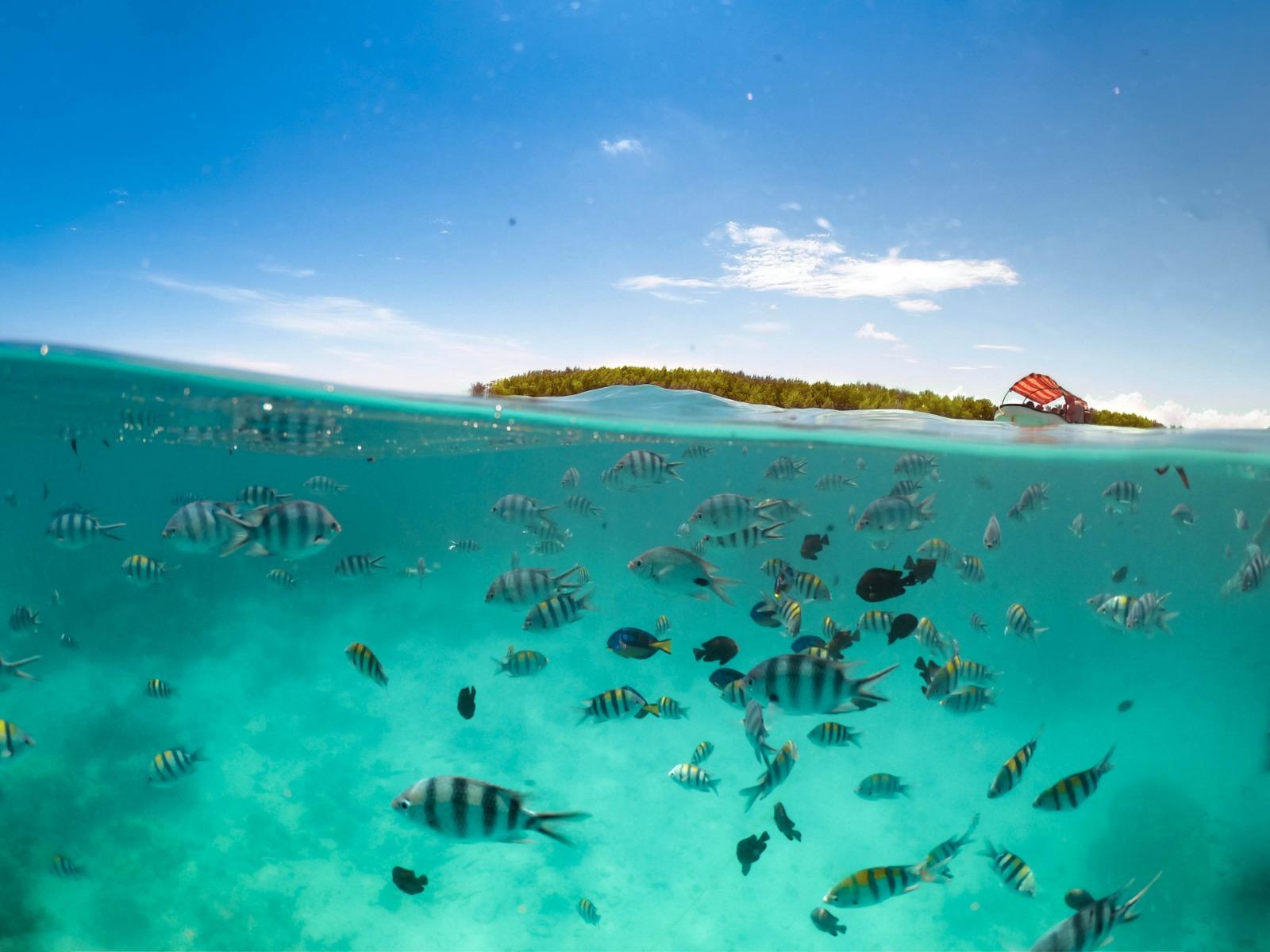 Mnemba Island Dolphin & Snorkel Boat Trip from Matemwe
