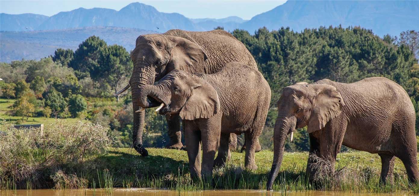 Cape Town: 7-Day Garden Route Safari Adventure