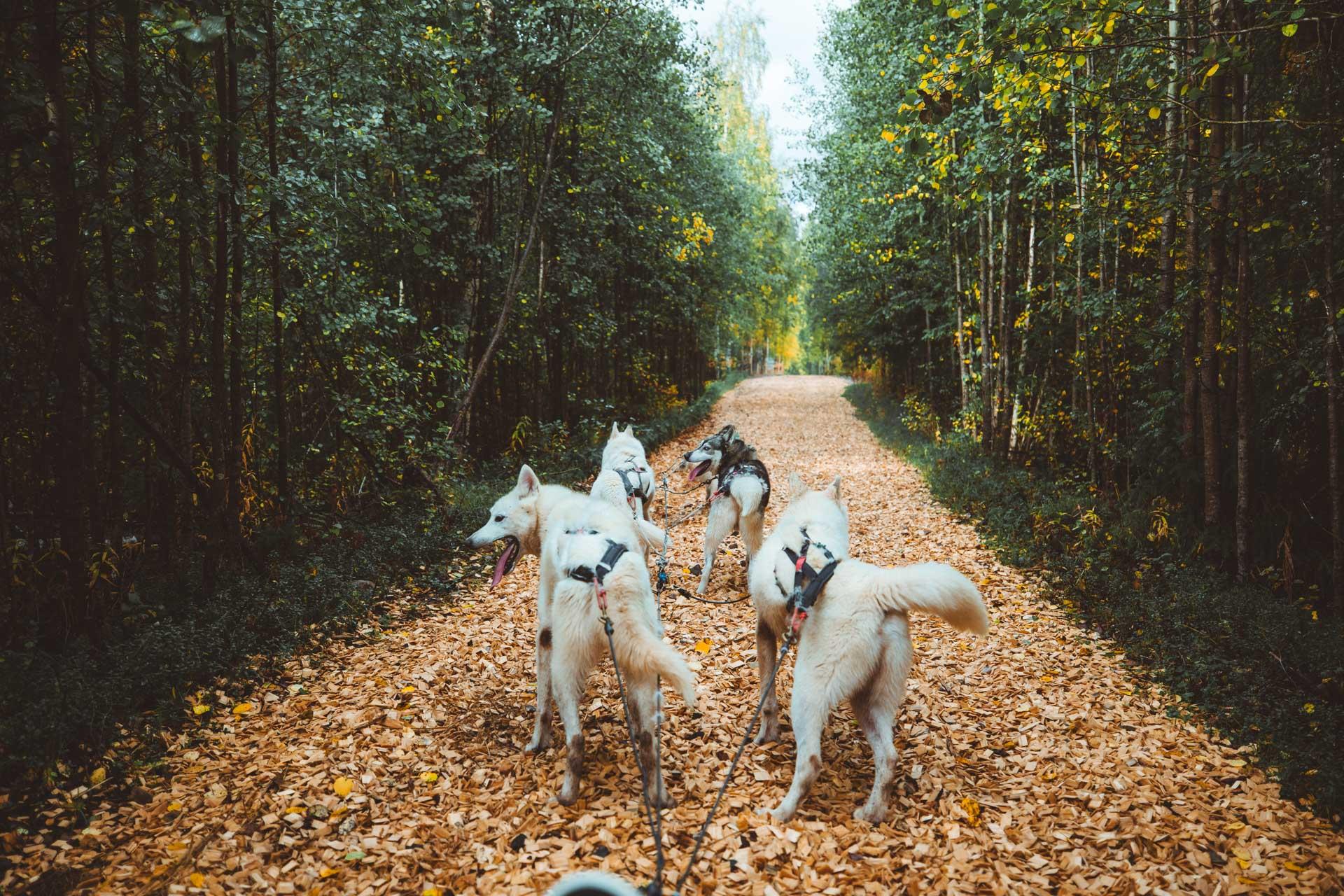Autumn Husky Cart Training Ride
