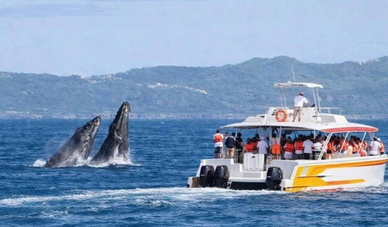 Samana Peninsula: Whale Watching & El Limon Waterfall Adventure