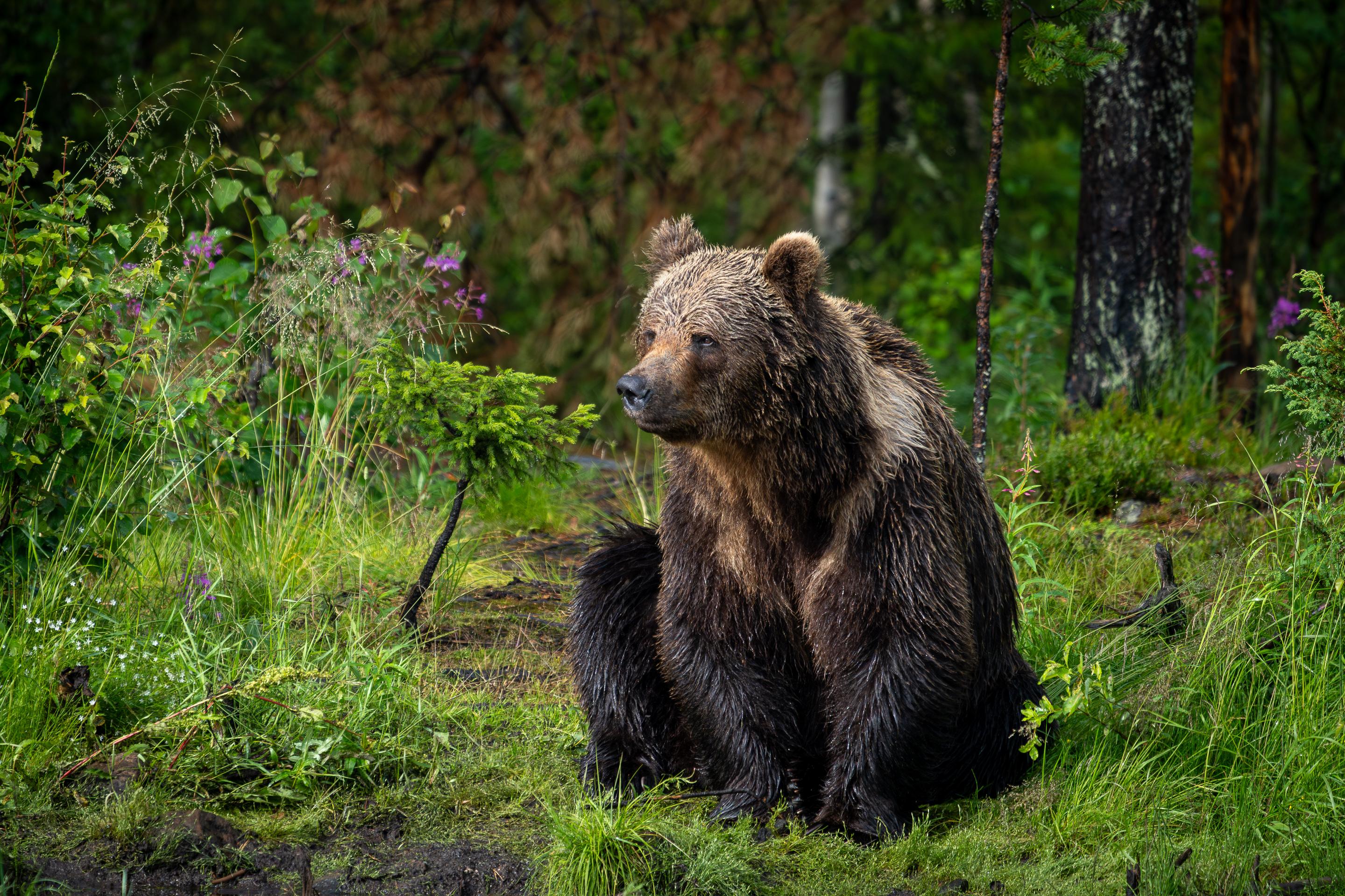 Wild Brown Bear Evening Watch