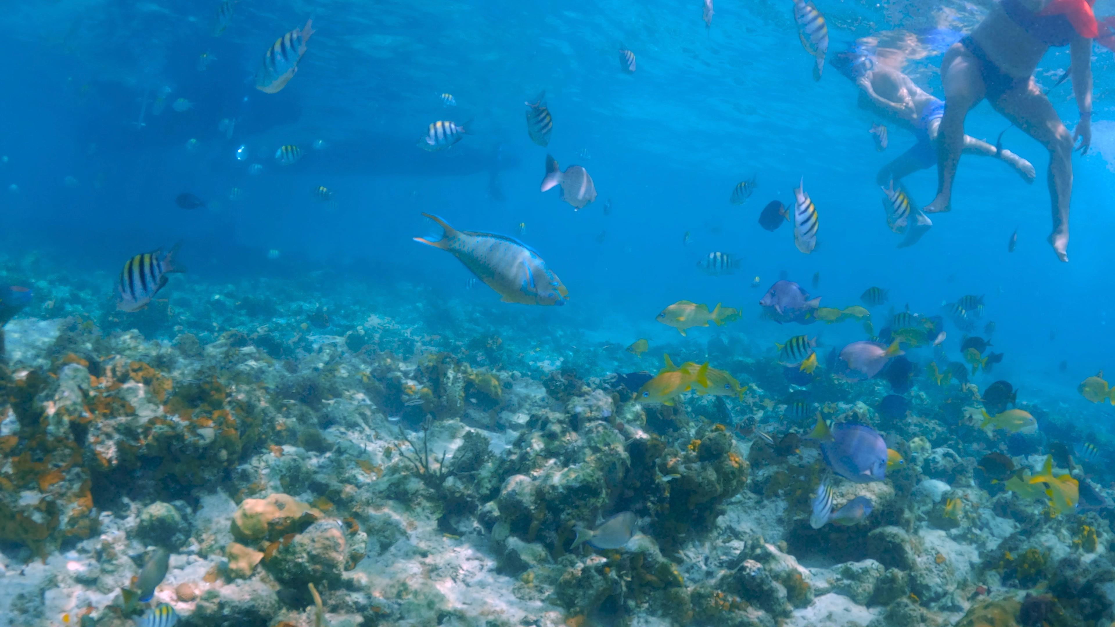 Mansa Bay Private Island Escape: Pigs, Jet Skis & Snorkeling