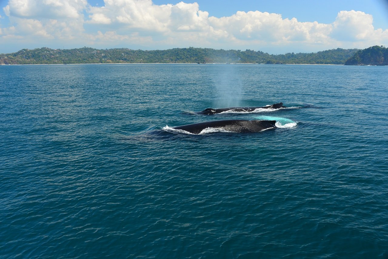 From Manuel Antonio: Catamaran Adventure including Lunch