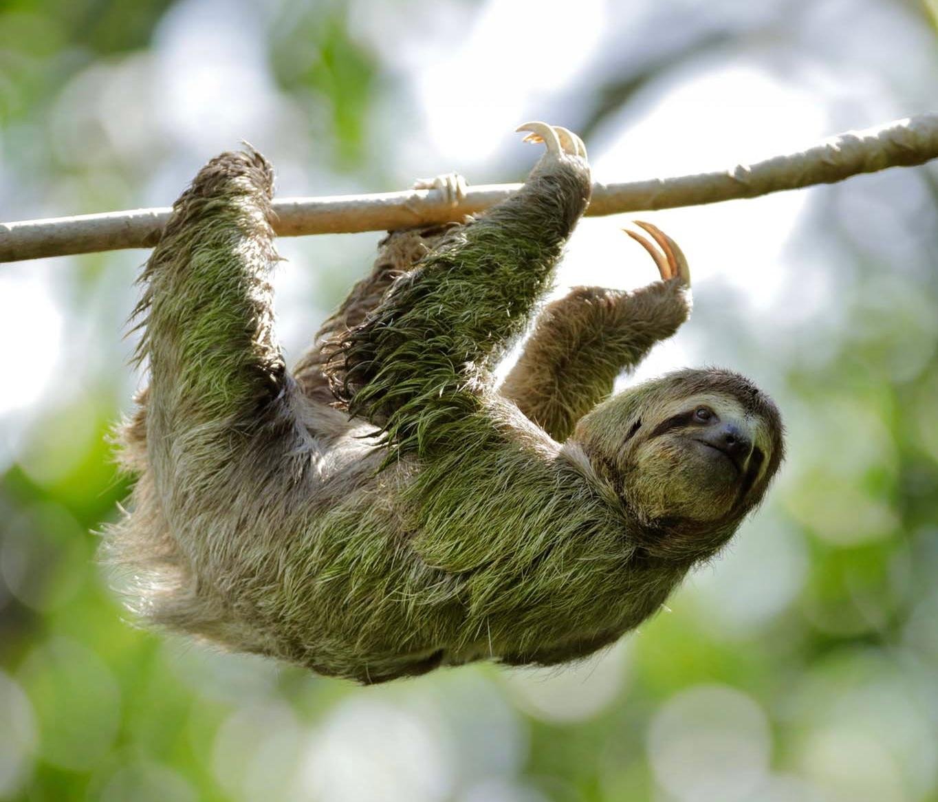Manuel Antonio National Park: Naturalist-Led Wildlife Walking Tour
