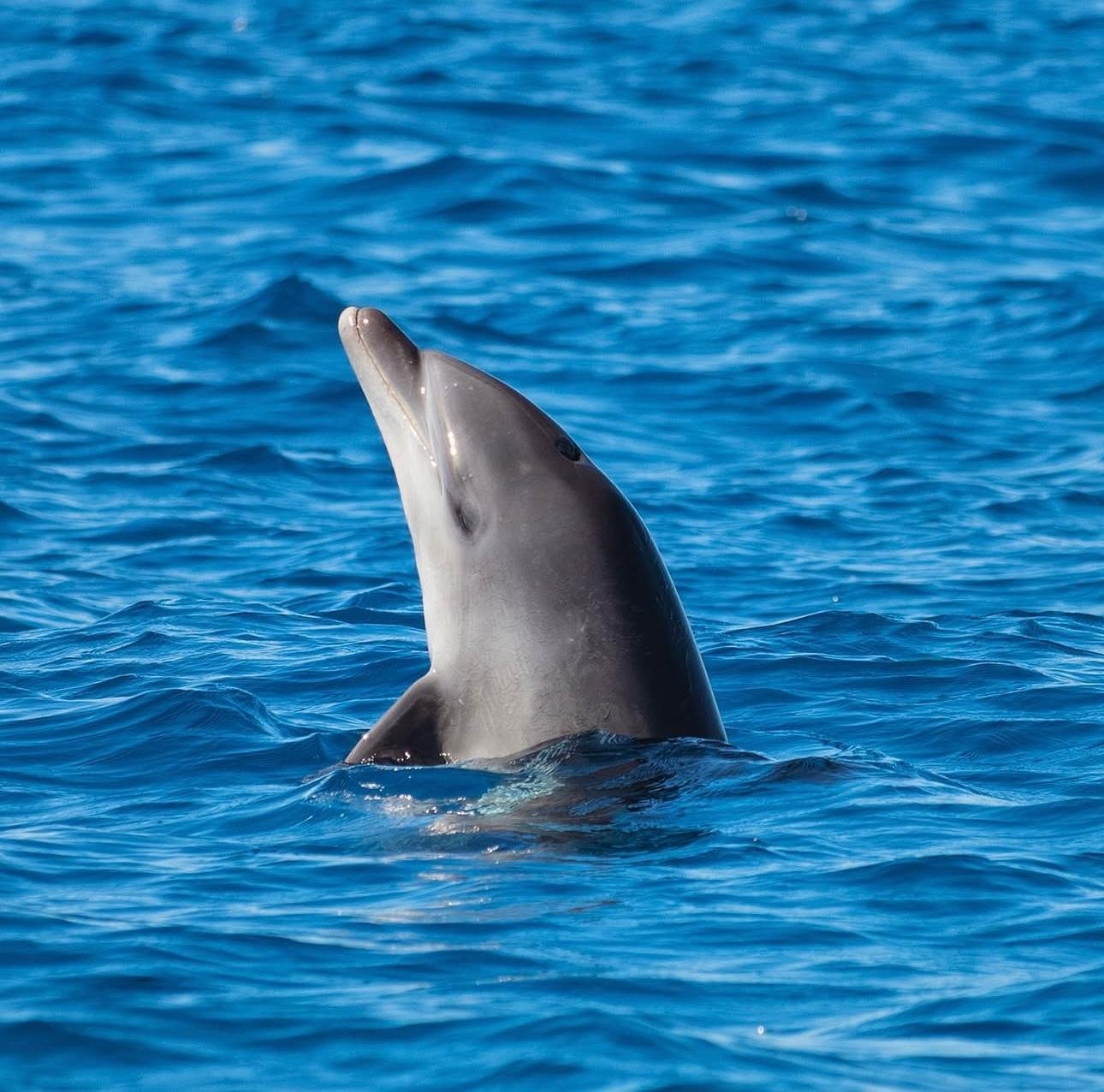 Olbia Dolphin Watching & Snorkeling Adventure