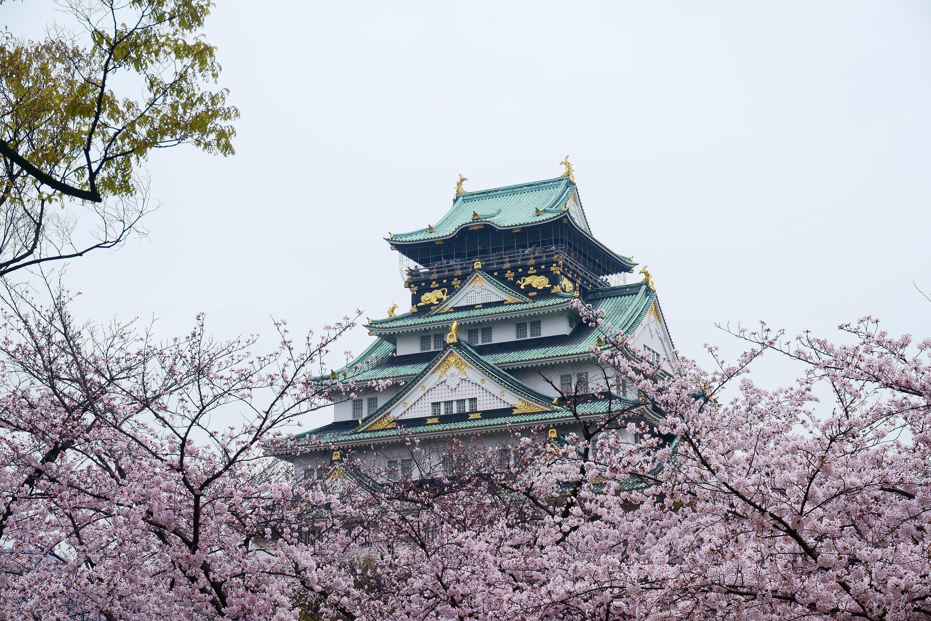 Osaka Castle & Samurai Heritage Walking Tour