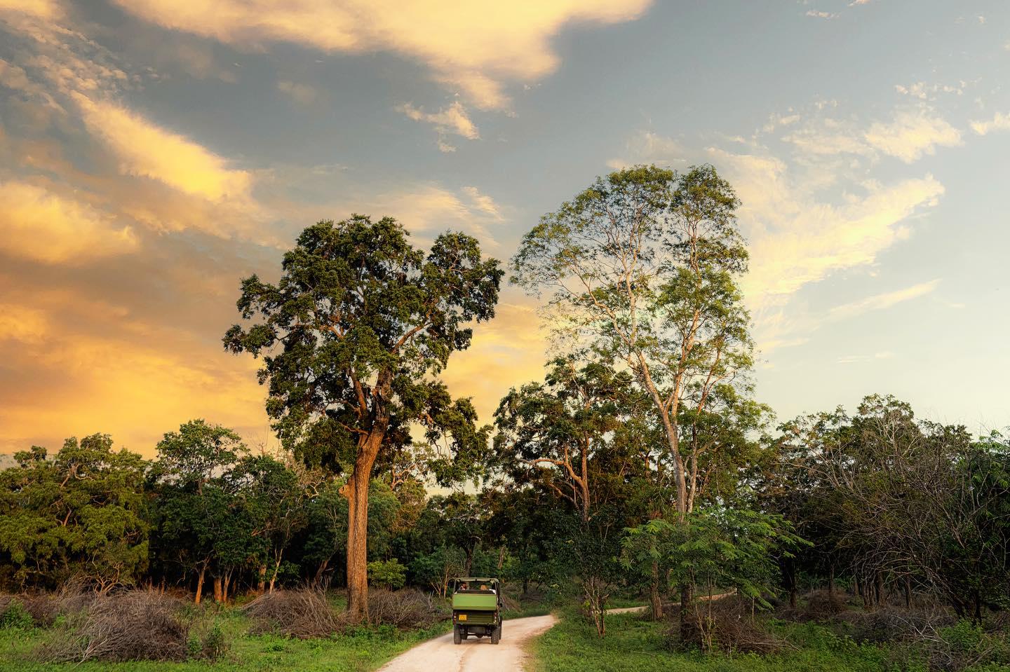 Full-Day Wilpattu National Park Safari Adventure