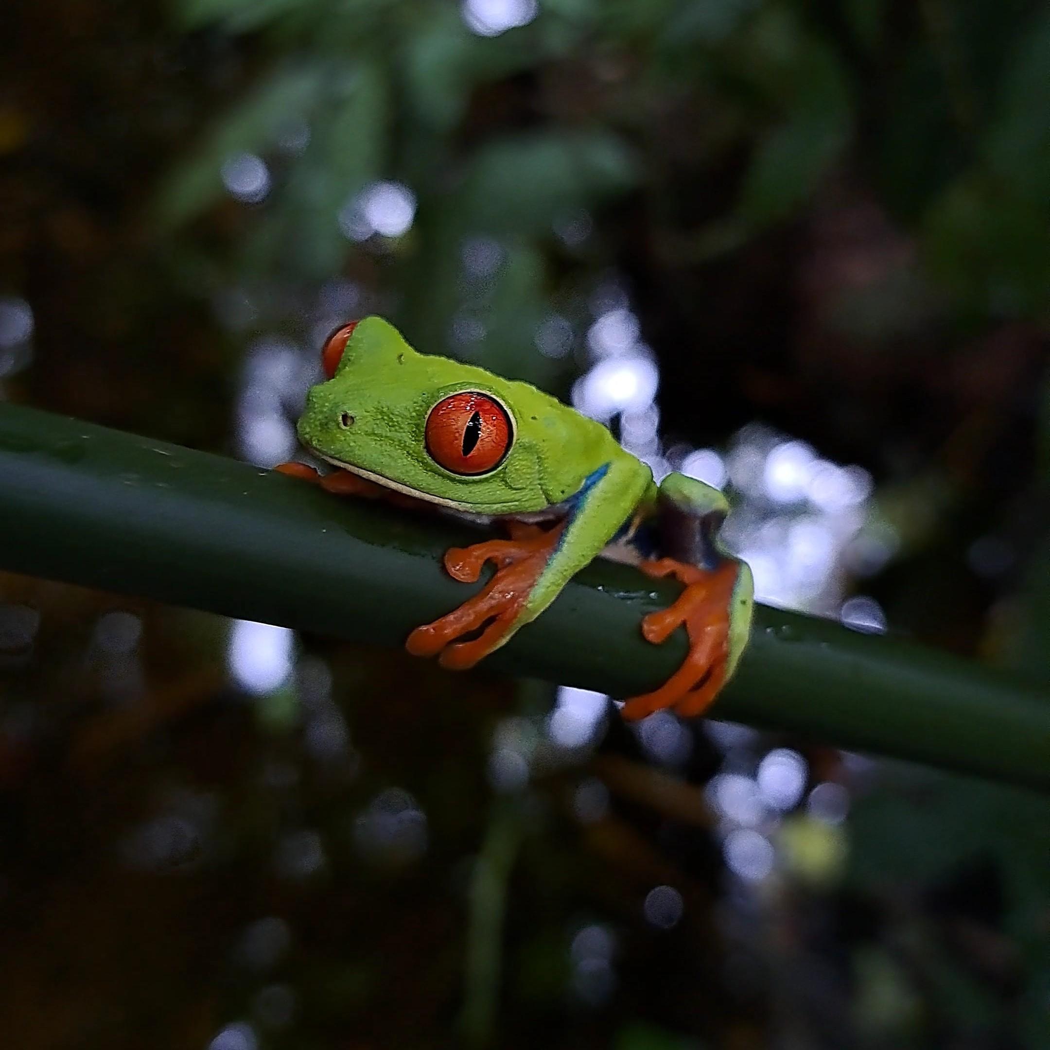 La Fortuna Sloth & Wildlife Nature Walk