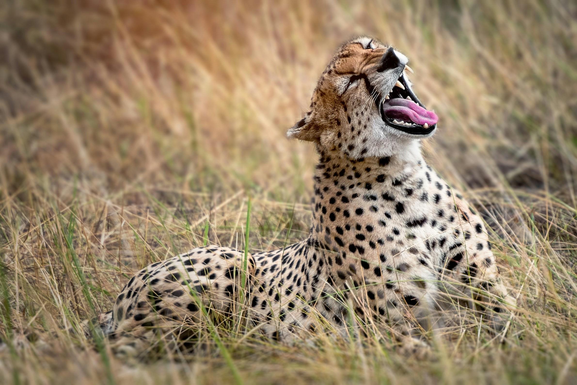3-Day Serengeti Safari by Flight from Zanzibar